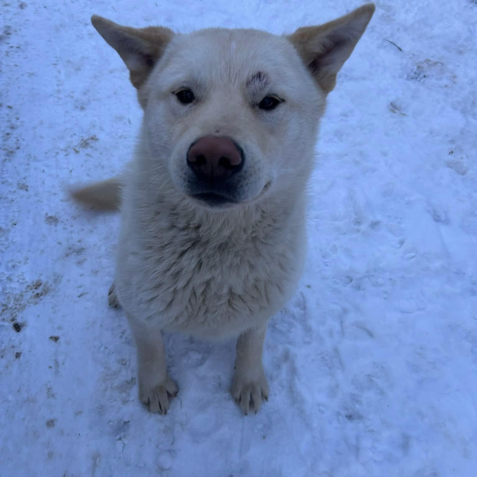 Enlarge Anchovy , a ADOPTABLE mixed breed in Edmonton, AB image 3/4