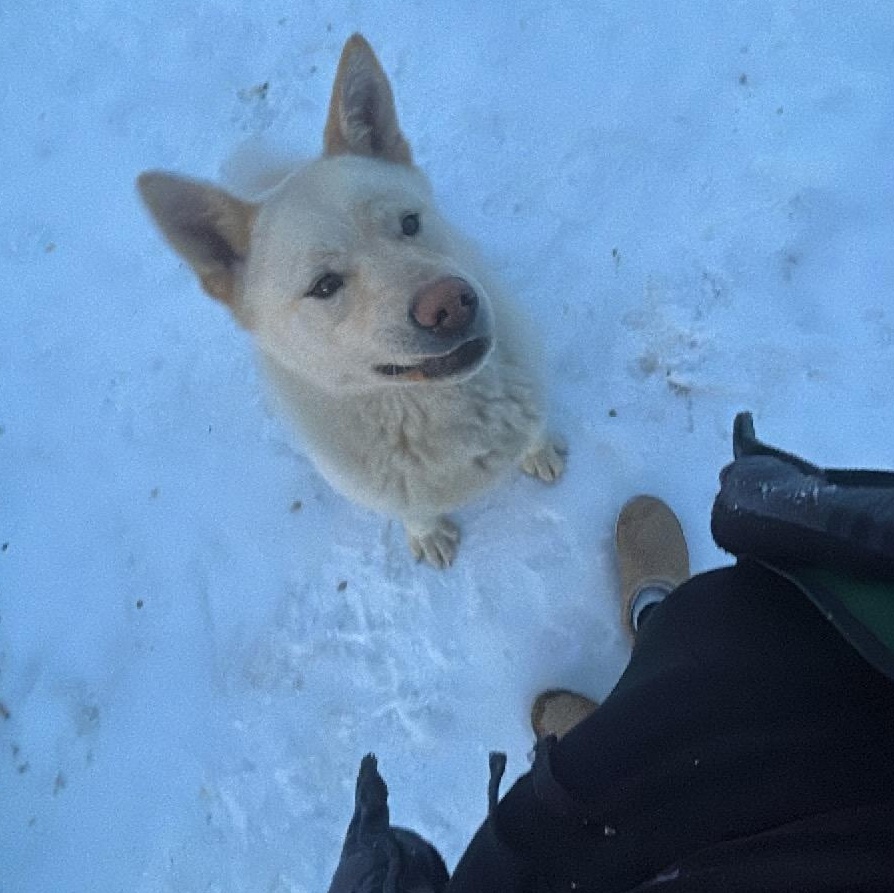 Enlarge Anchovy , a ADOPTABLE mixed breed in Edmonton, AB image 4/4