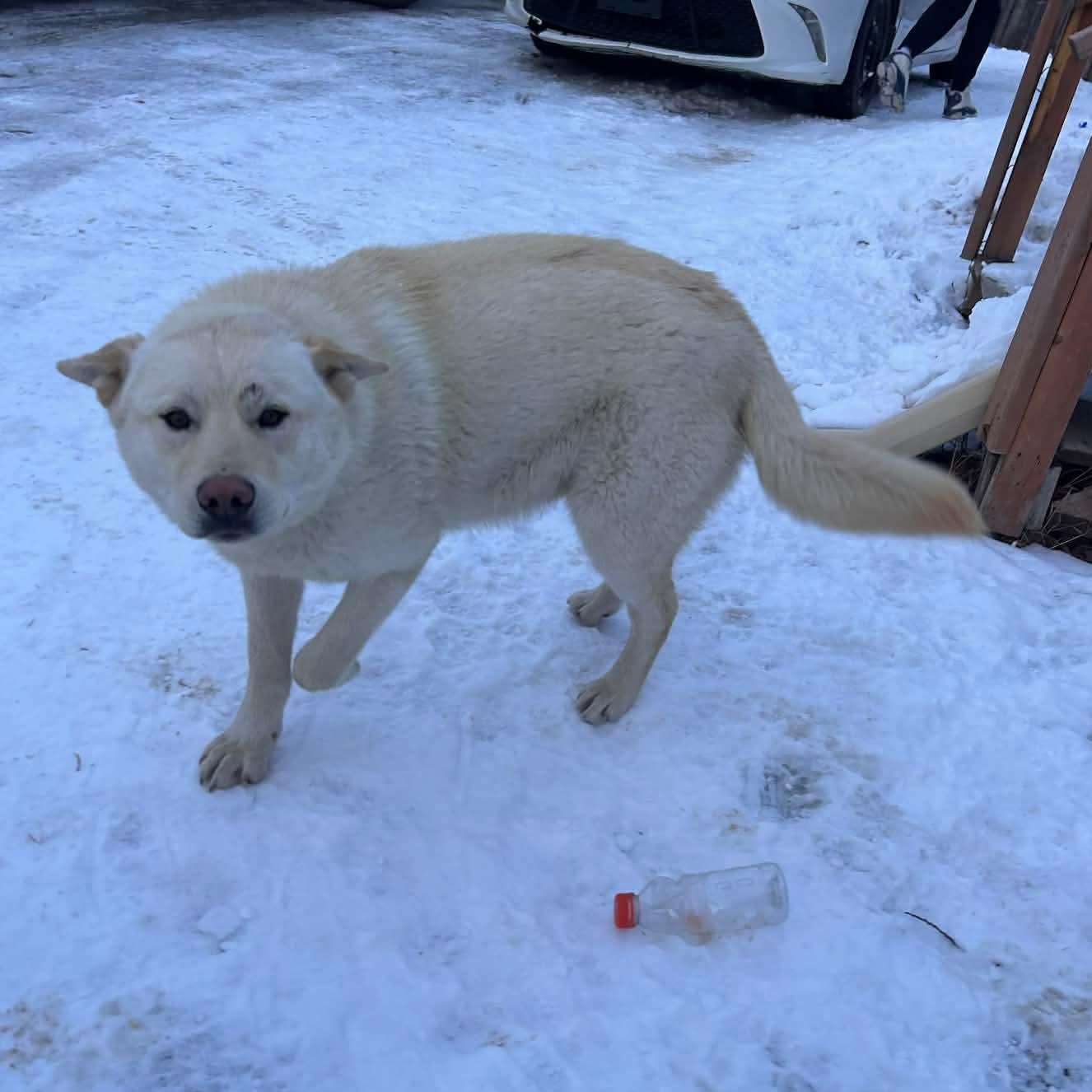 Enlarge Anchovy , a ADOPTABLE mixed breed in Edmonton, AB image 2/4