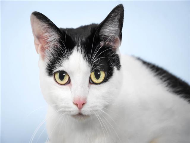 LITTLE, Adoptable, Adult Female Domestic Short Hair.