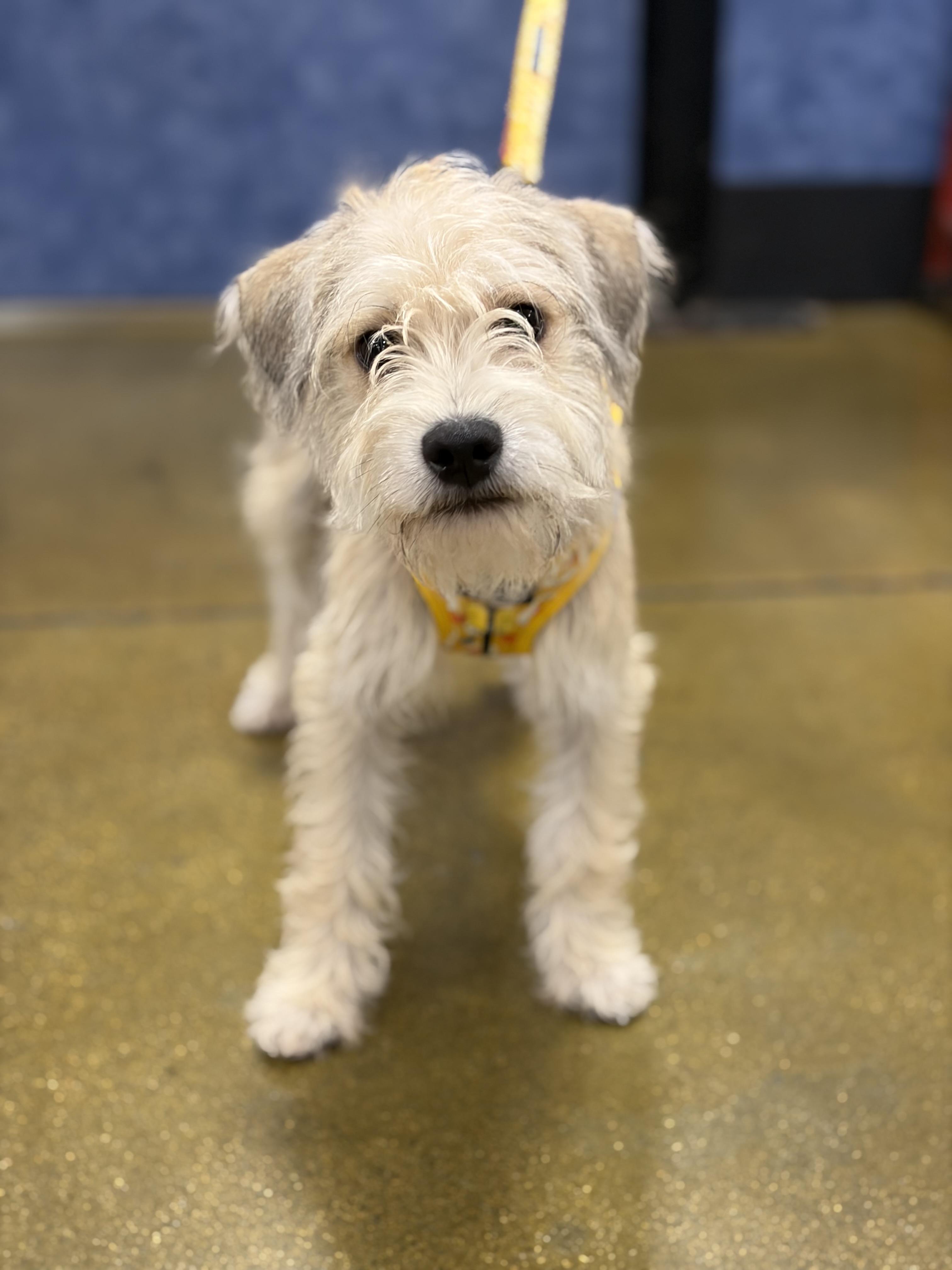 Brutus, Adoptable, Puppy Male Miniature Schnauzer & Terrier.