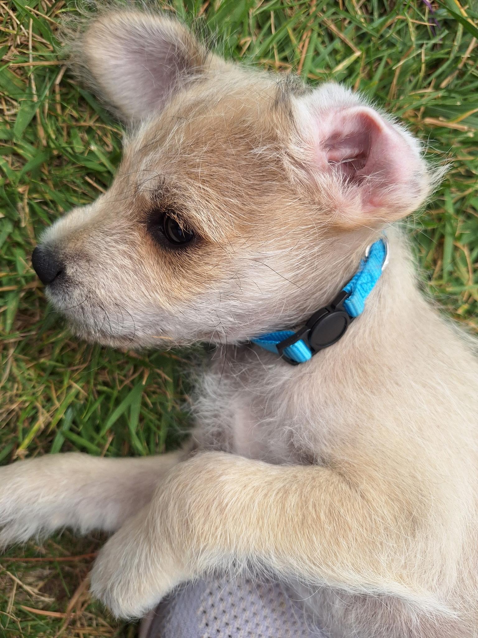 Enlarge Brutus, a ADOPTABLE mixed breed in Corona, CA image 2/5