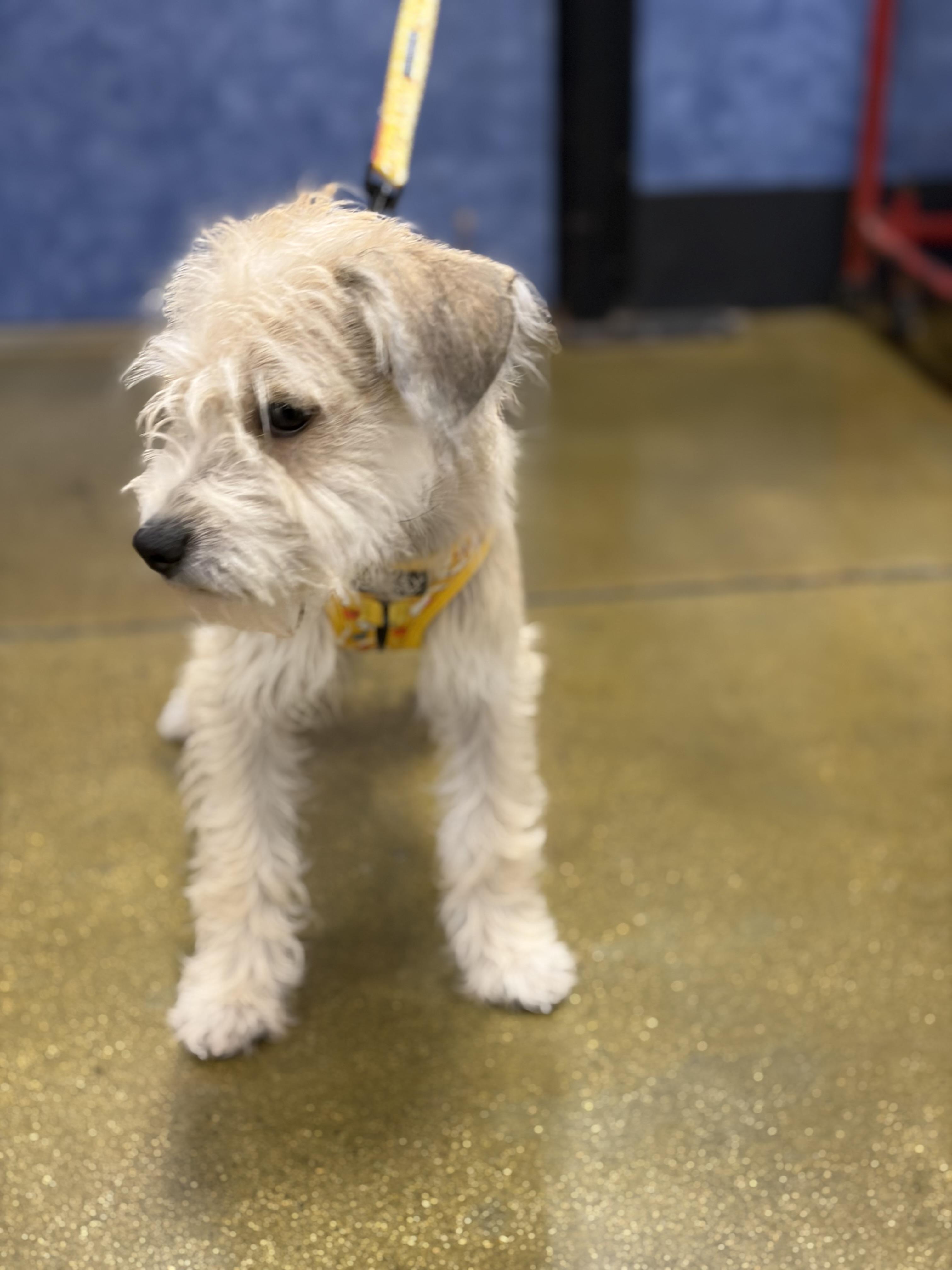 Enlarge Brutus, a Adoptable mixed breed in Corona, CA image 2/3