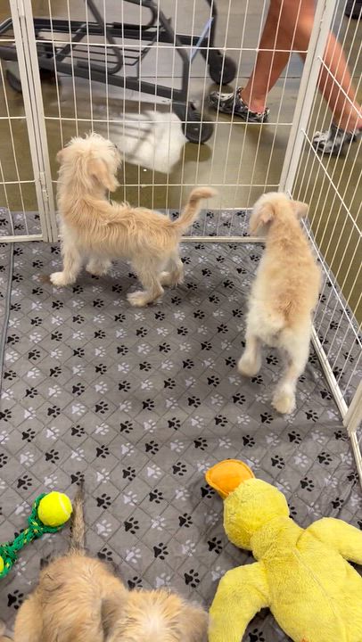 Enlarge Brutus, a Adoptable mixed breed in Corona, CA video 3/3