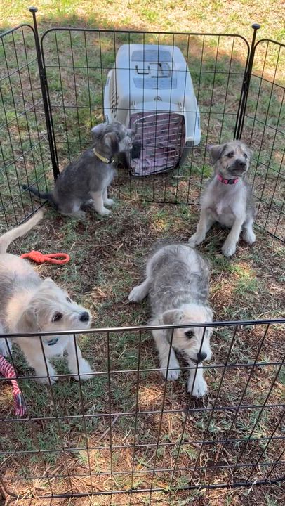 Enlarge Brutus, a ADOPTABLE mixed breed in Corona, CA video 5/5