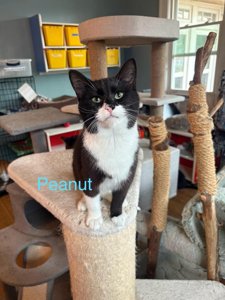 Peanut Ross, Adopted, Kitten Male American Shorthair.