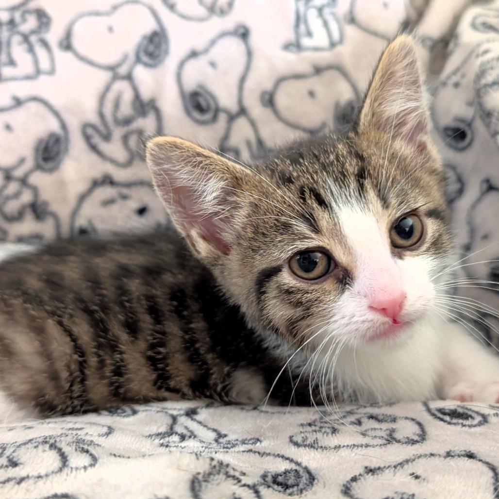 Bean, a Adoptable Domestic Short Hair in Michigan City, IN image 1/6