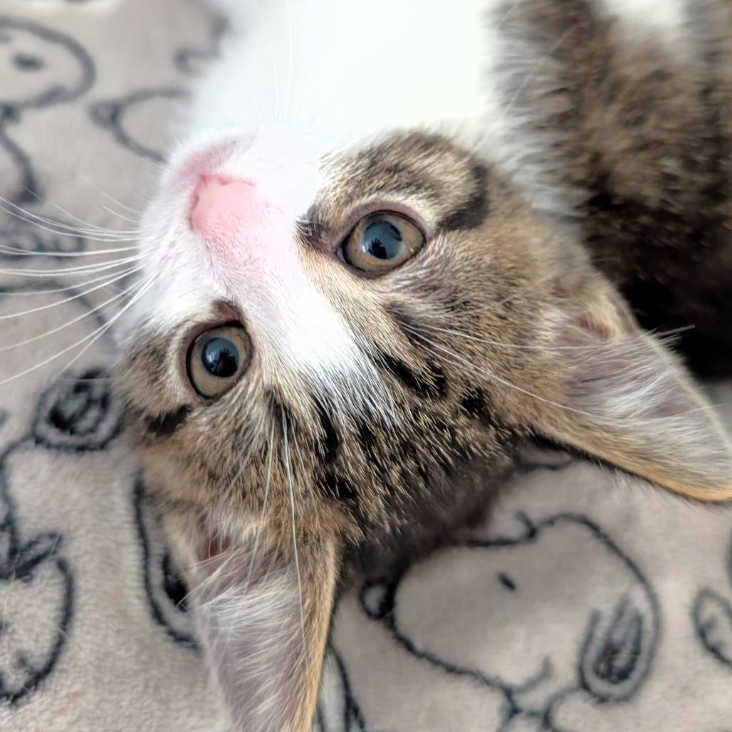 Bean, a Adoptable Domestic Short Hair in Michigan City, IN image 2/6