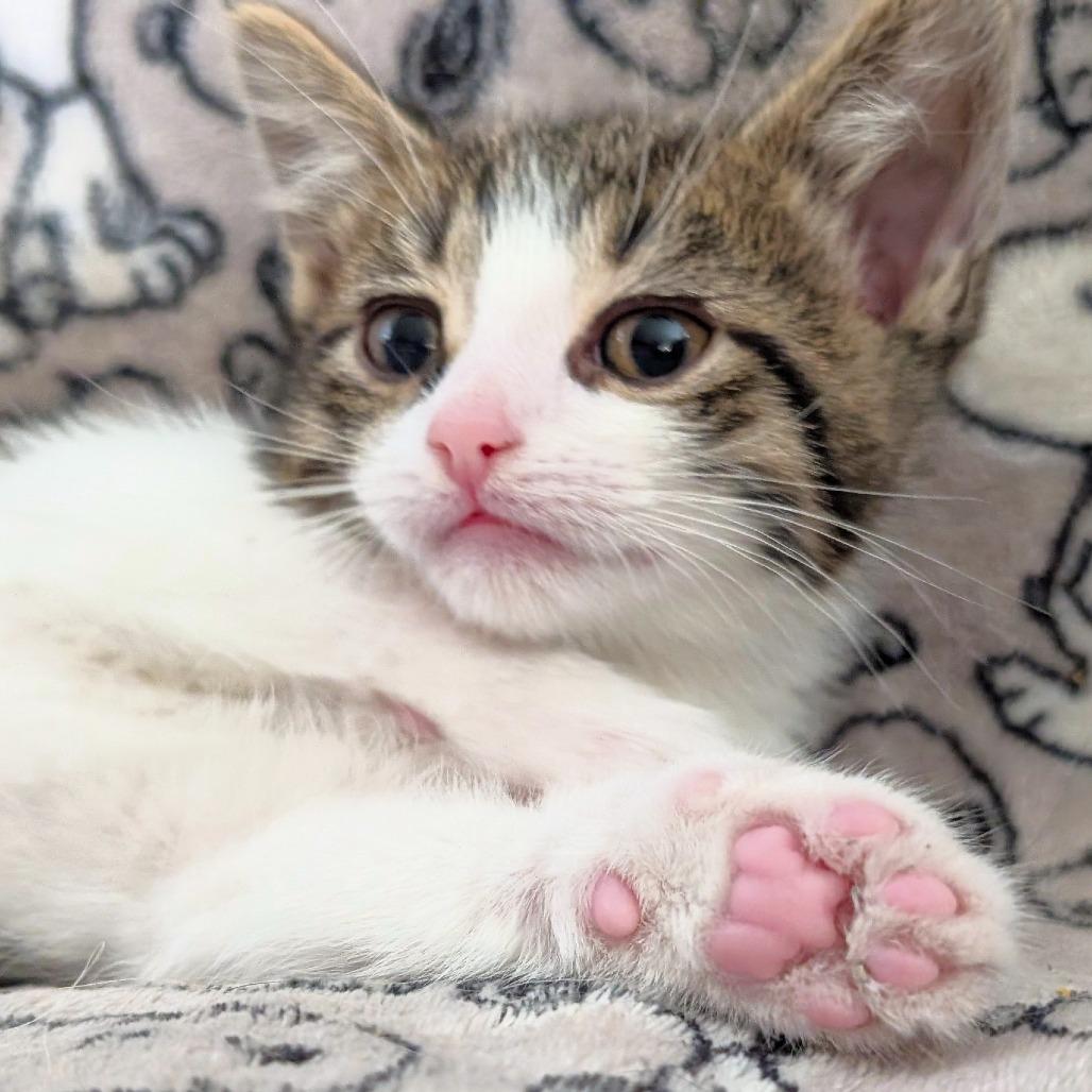 Bean, a Adoptable Domestic Short Hair in Michigan City, IN image 3/6