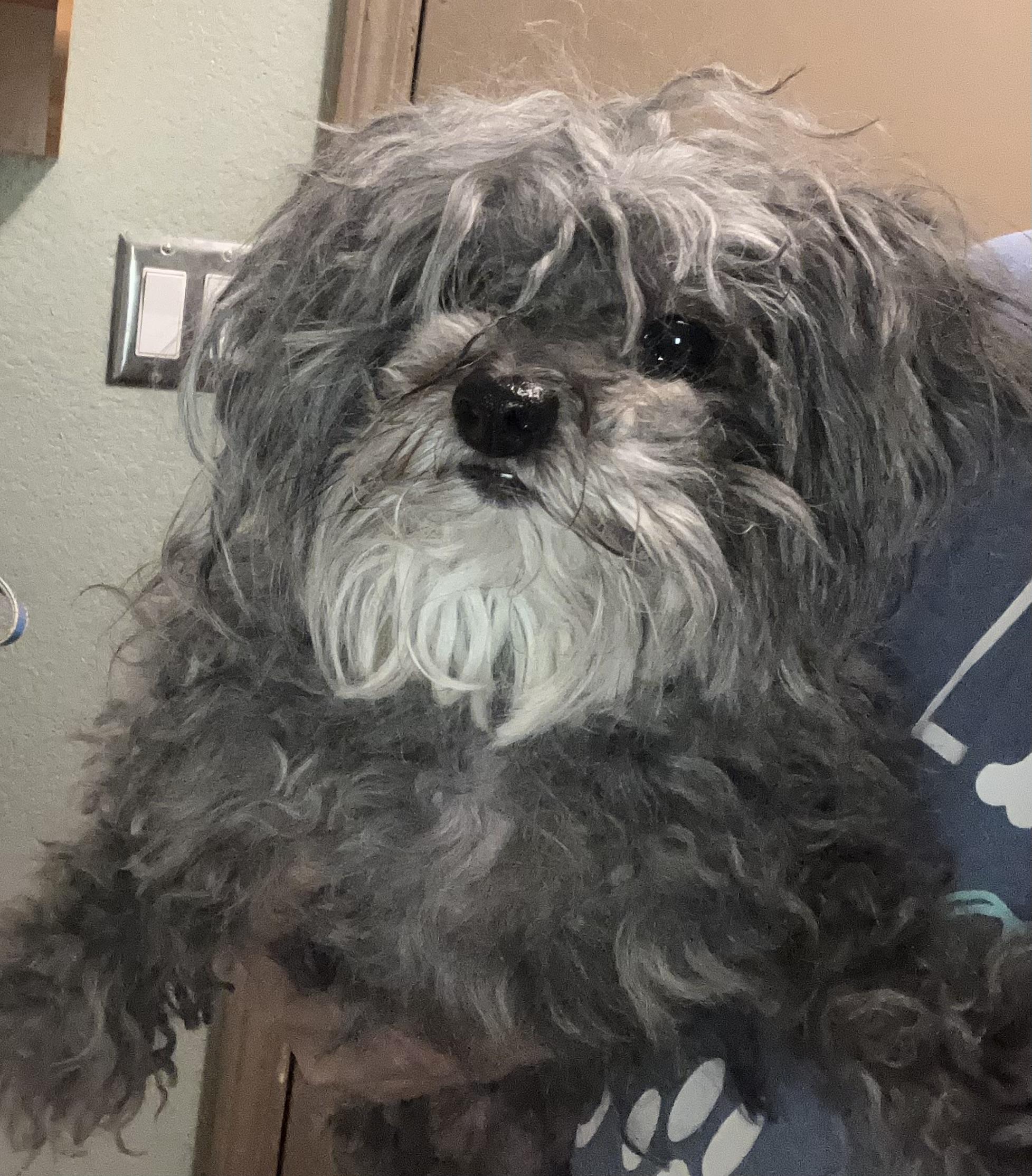 Enlarge Leo, an adoptable mixed breed in Henderson, NV image 3/4