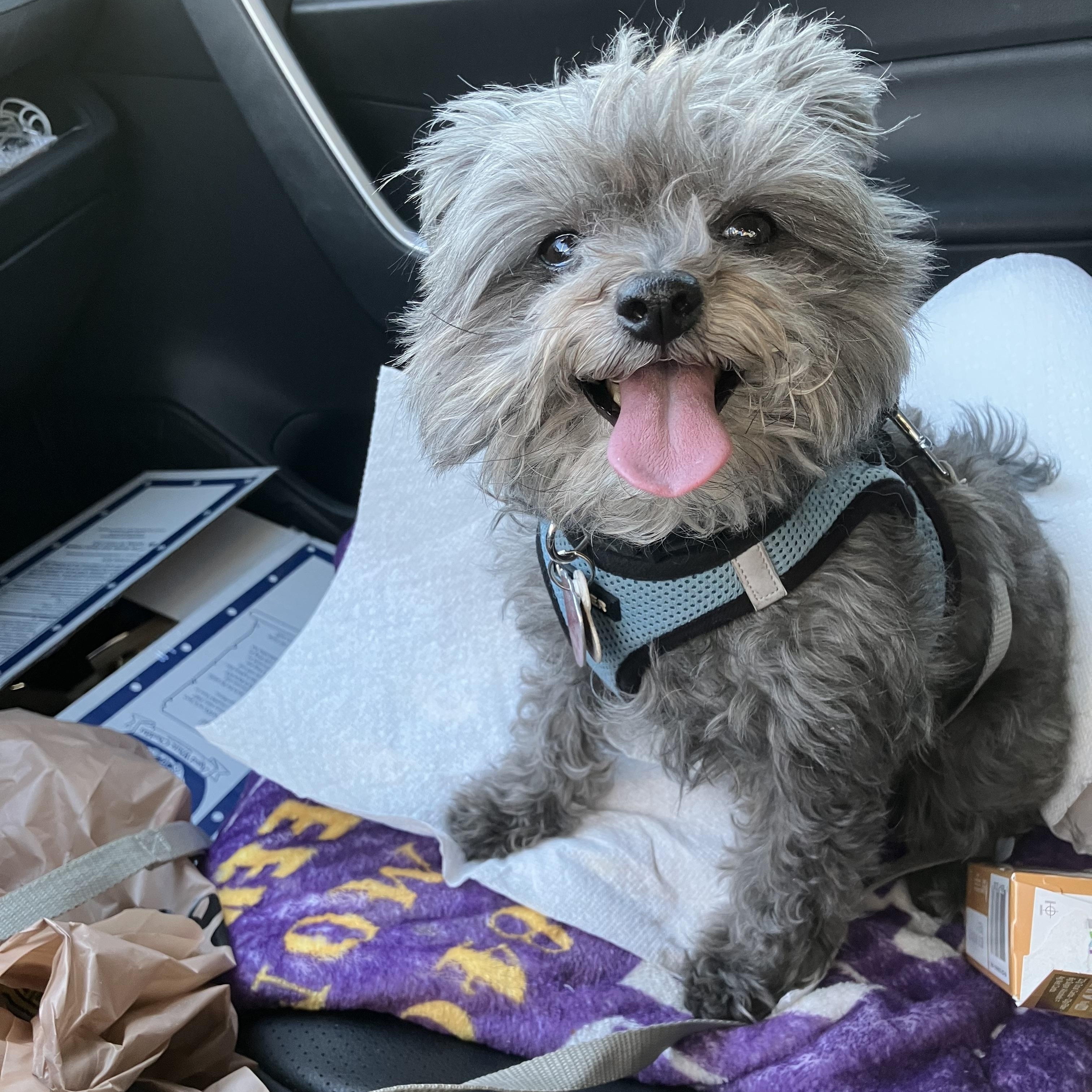 Leo, adoptable, Adult Male Yorkshire Terrier.