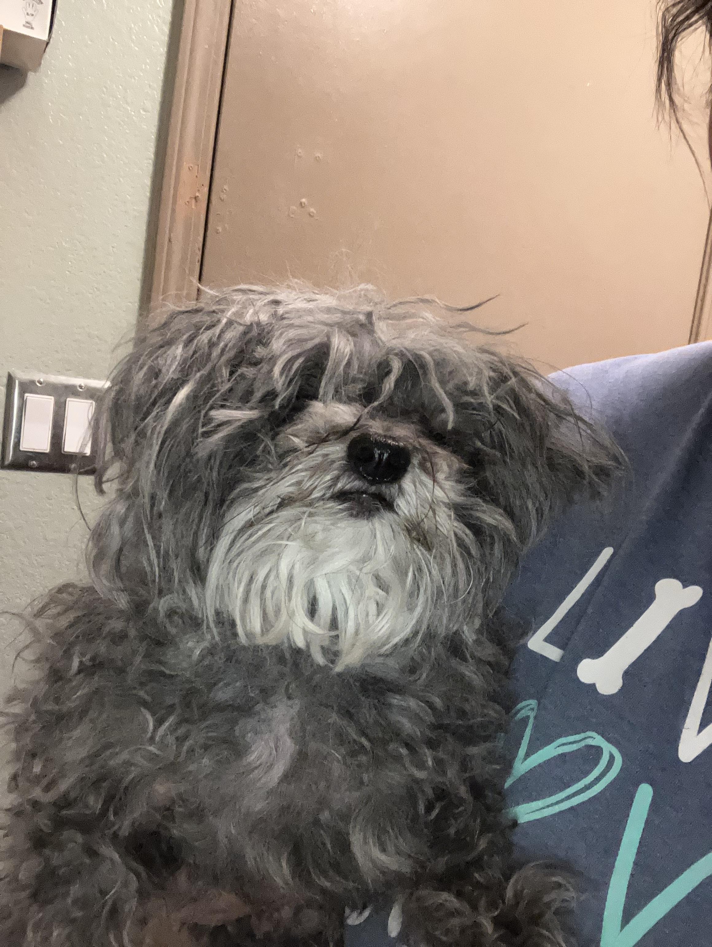 Enlarge Leo, an adoptable mixed breed in Henderson, NV image 4/4