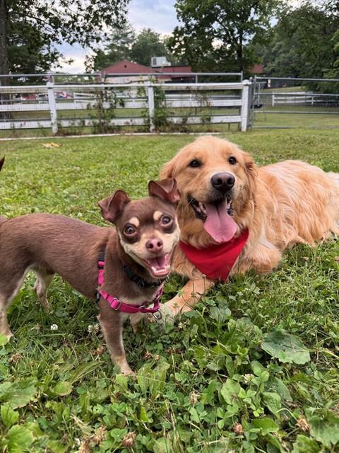 GREG, Adoptable, Adult Male Chihuahua.