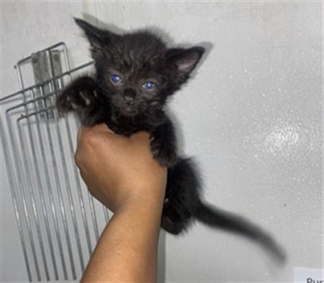 THUNDER, Adoptable, Young Male Domestic Short Hair.