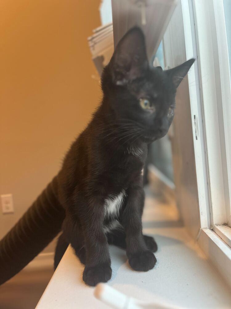 No Dashii, Adoptable, Kitten Female Domestic Short Hair.