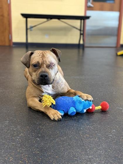 Enlarge Henry Ford, a Adoptable mixed breed in Westland, MI image 1/3