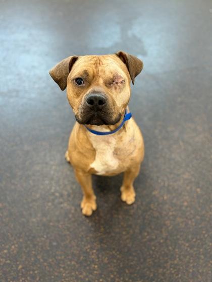 Enlarge Henry Ford, a Adoptable mixed breed in Westland, MI image 2/3