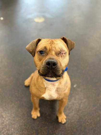 Enlarge Henry Ford, a Adoptable mixed breed in Westland, MI image 3/3