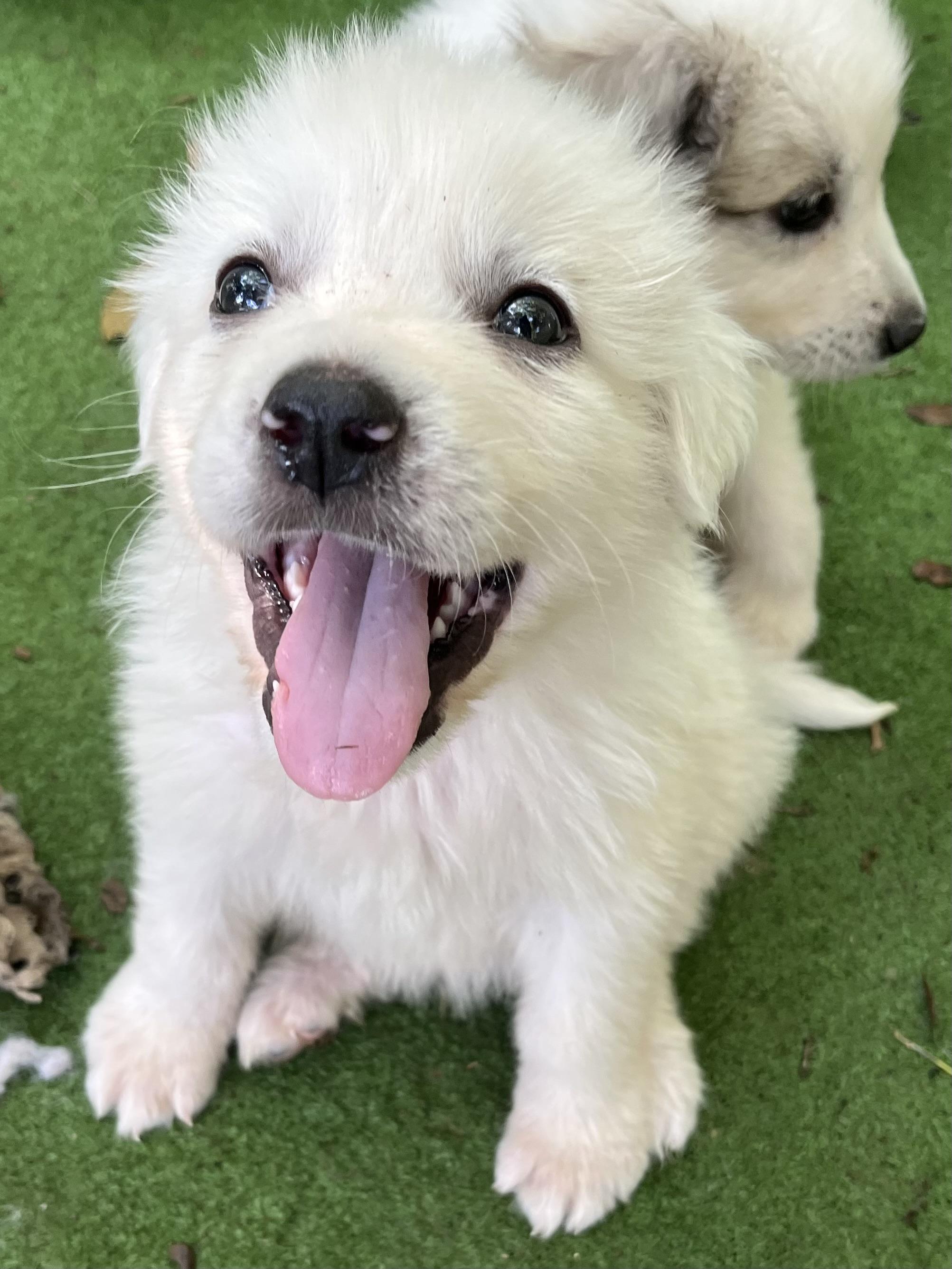 Enlarge Pineapple , a Adoptable Great Pyrenees in Fayetteville , NC image 3/6
