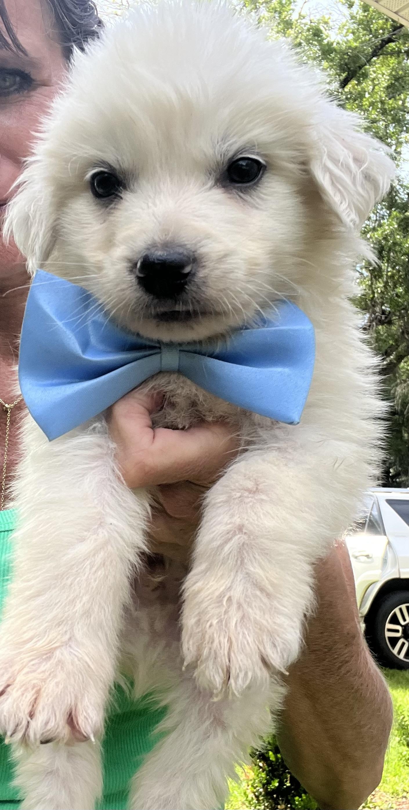 Enlarge Pineapple , a Adoptable Great Pyrenees in Fayetteville , NC image 5/6