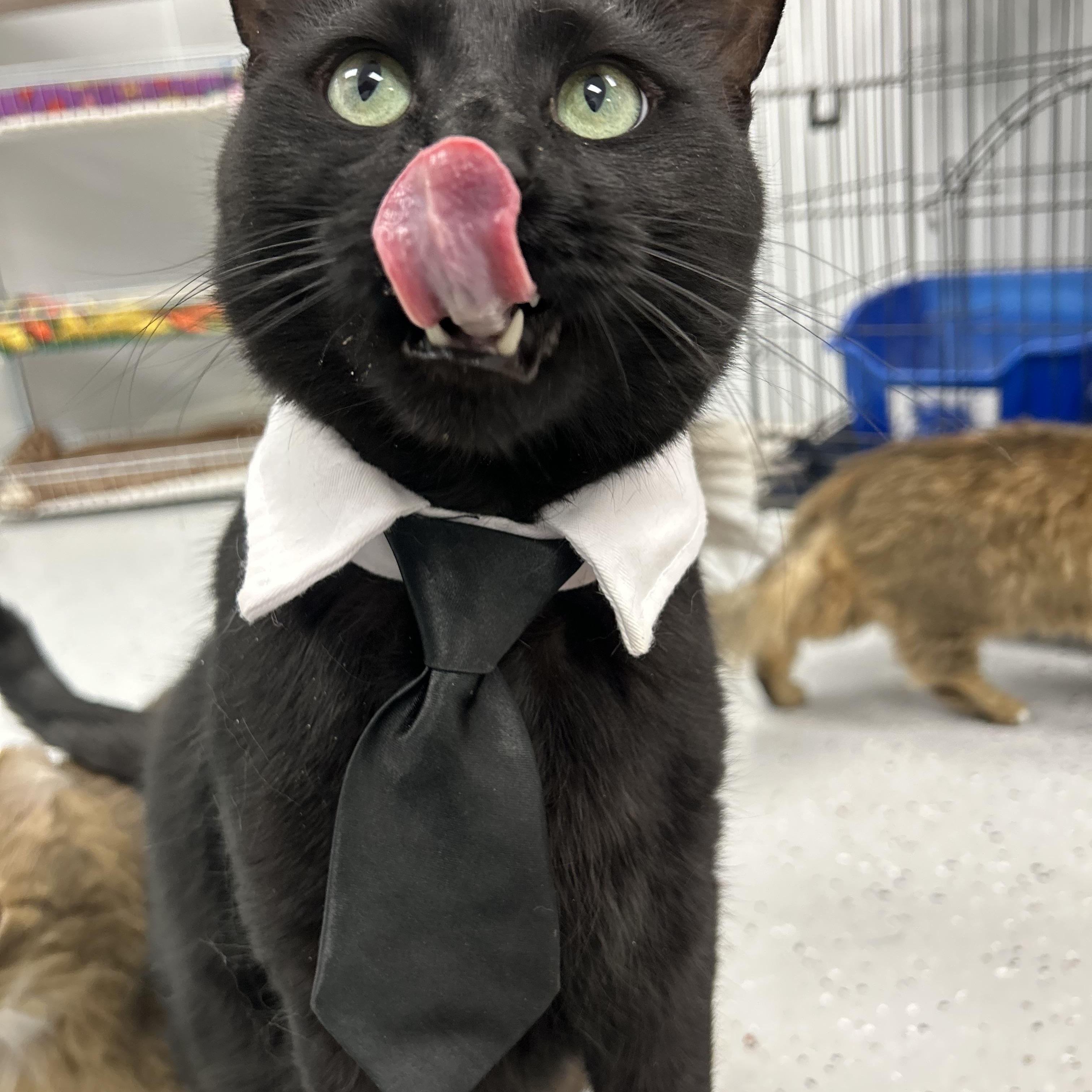 Enlarge Darby, an adopted Domestic Short Hair in Lansing, MI image 4/4