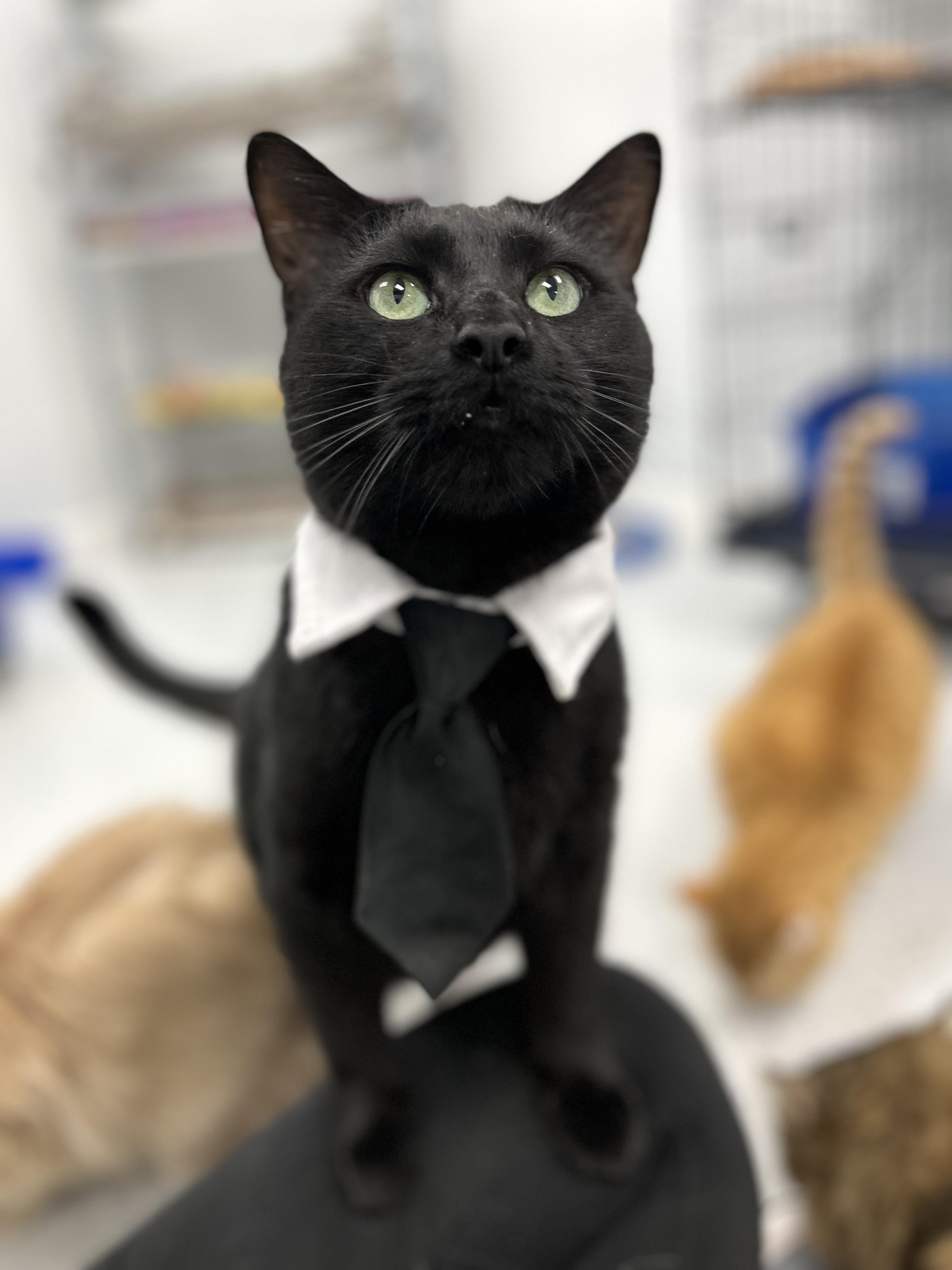 Darby, ADOPTABLE, Adult Male Domestic Short Hair.