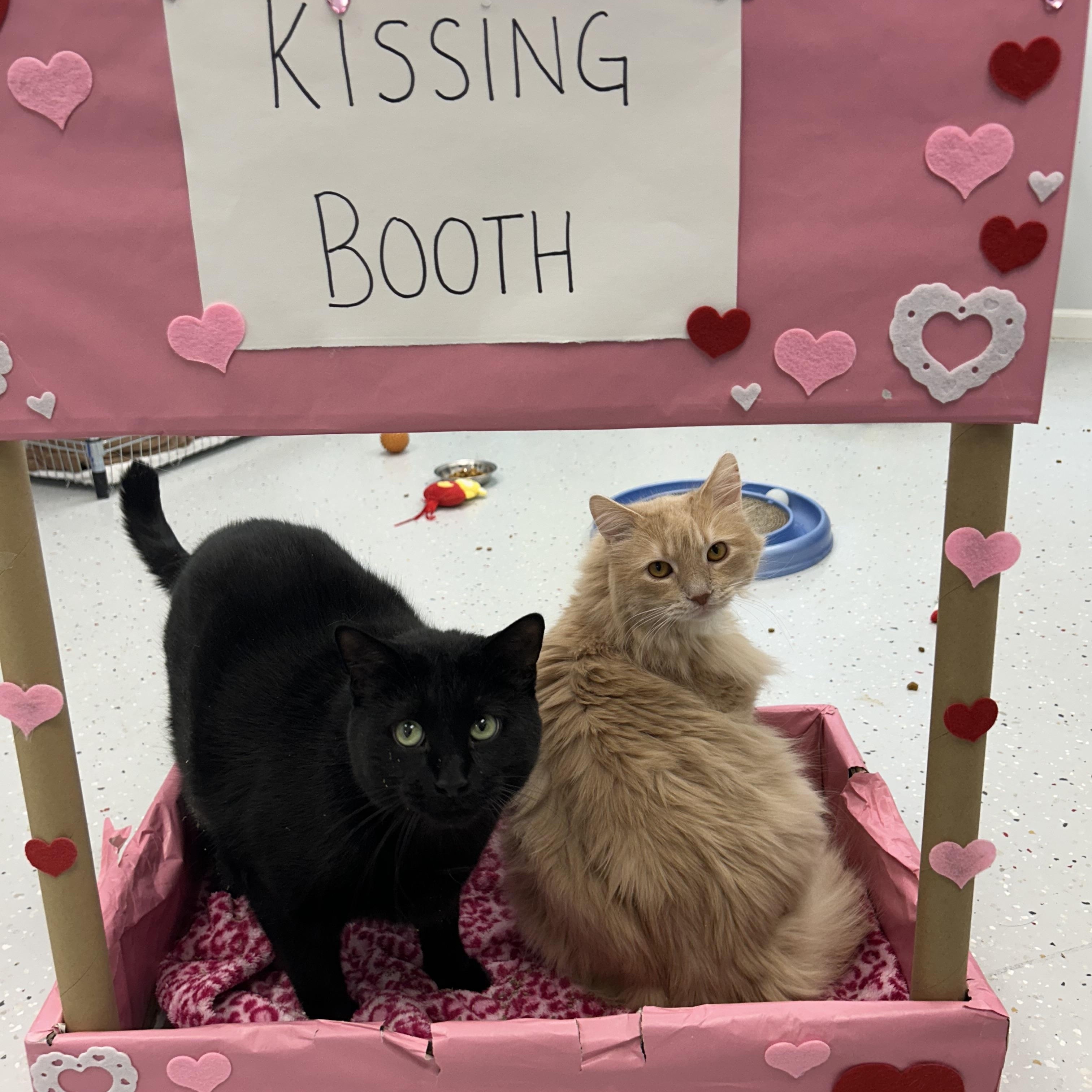 Enlarge Darby, an adopted Domestic Short Hair in Lansing, MI image 2/4