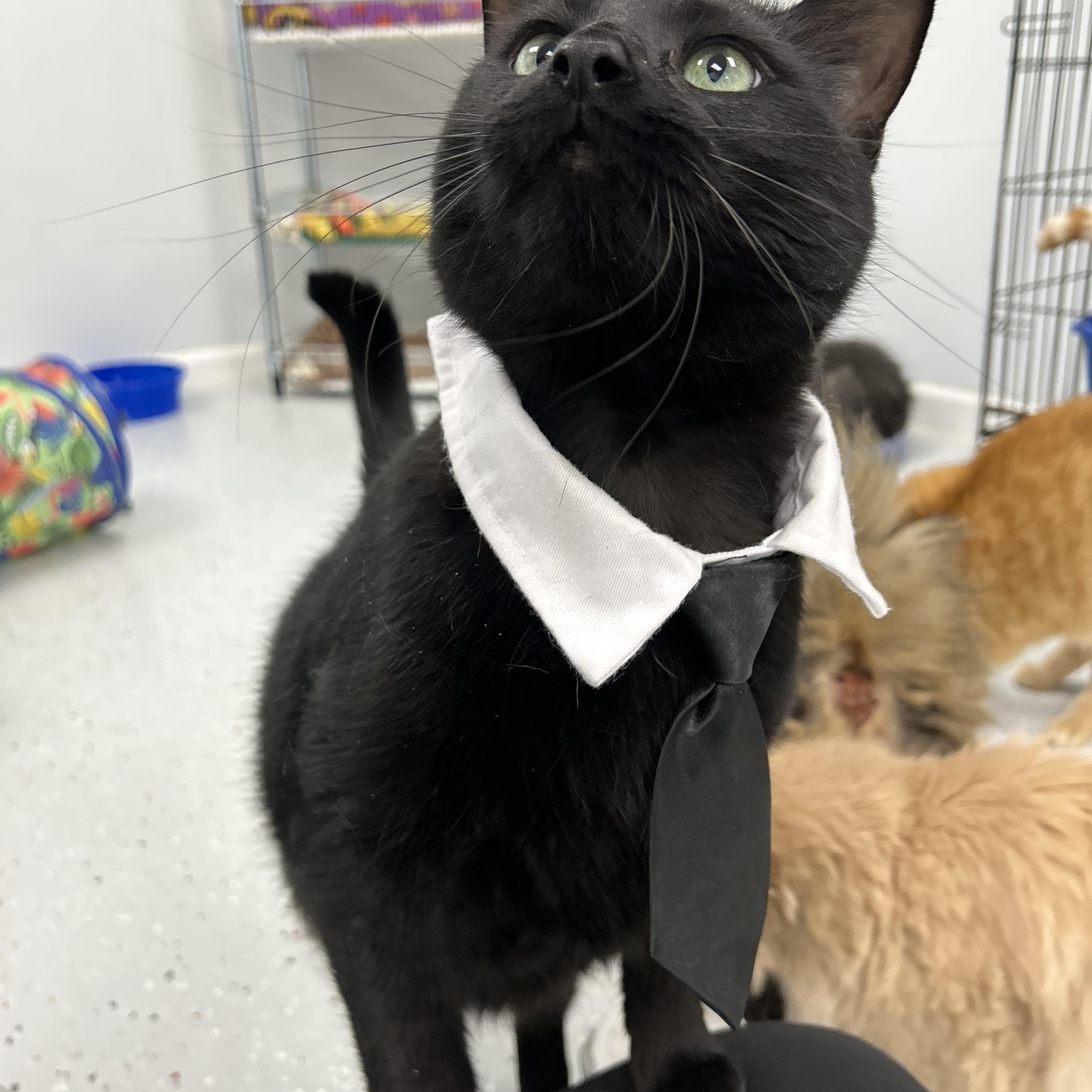 Enlarge Darby, an adopted Domestic Short Hair in Lansing, MI image 3/4