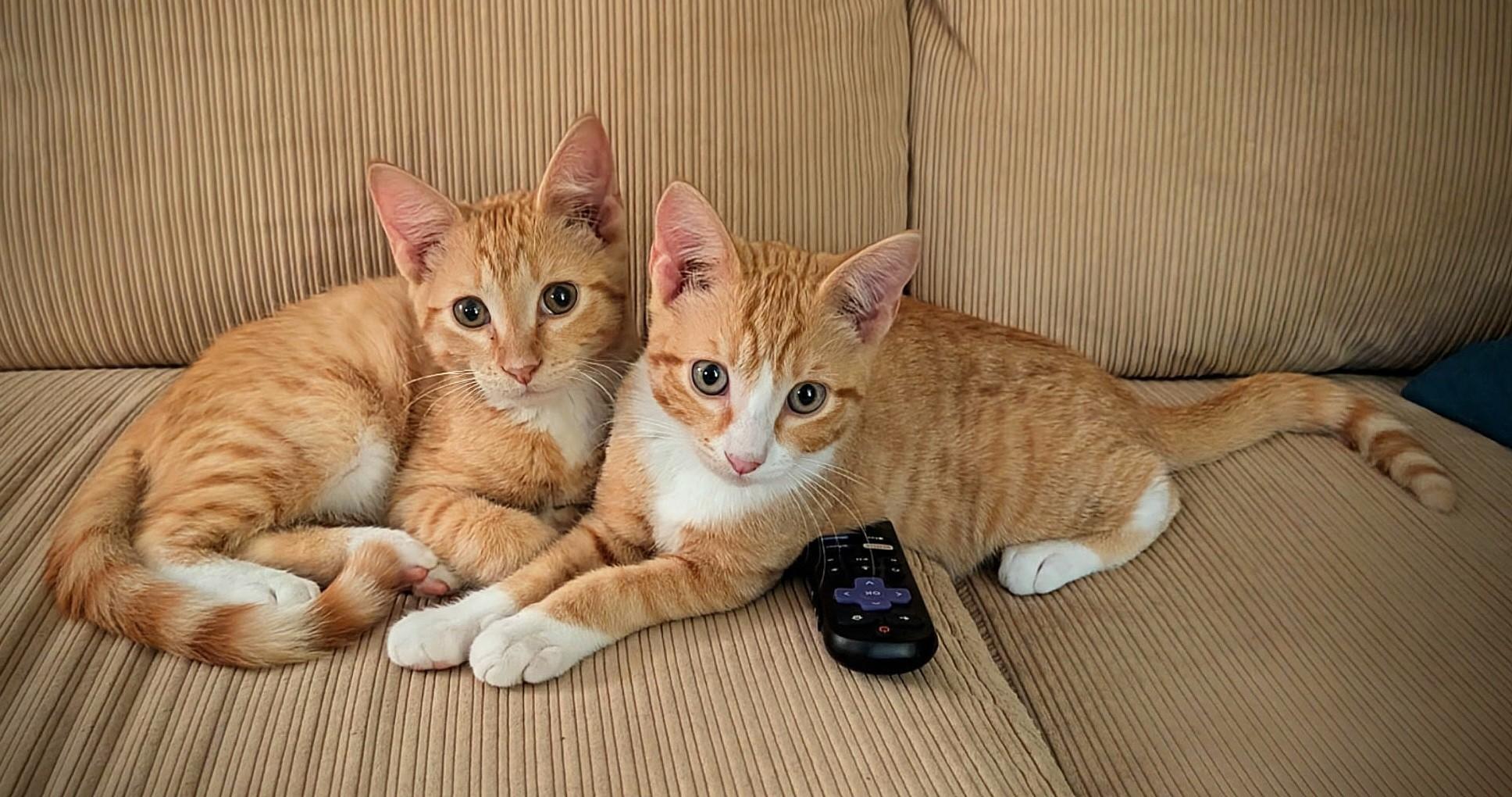 Pip and Ollie, Adopted, Kitten Male Tabby & Domestic Short Hair.