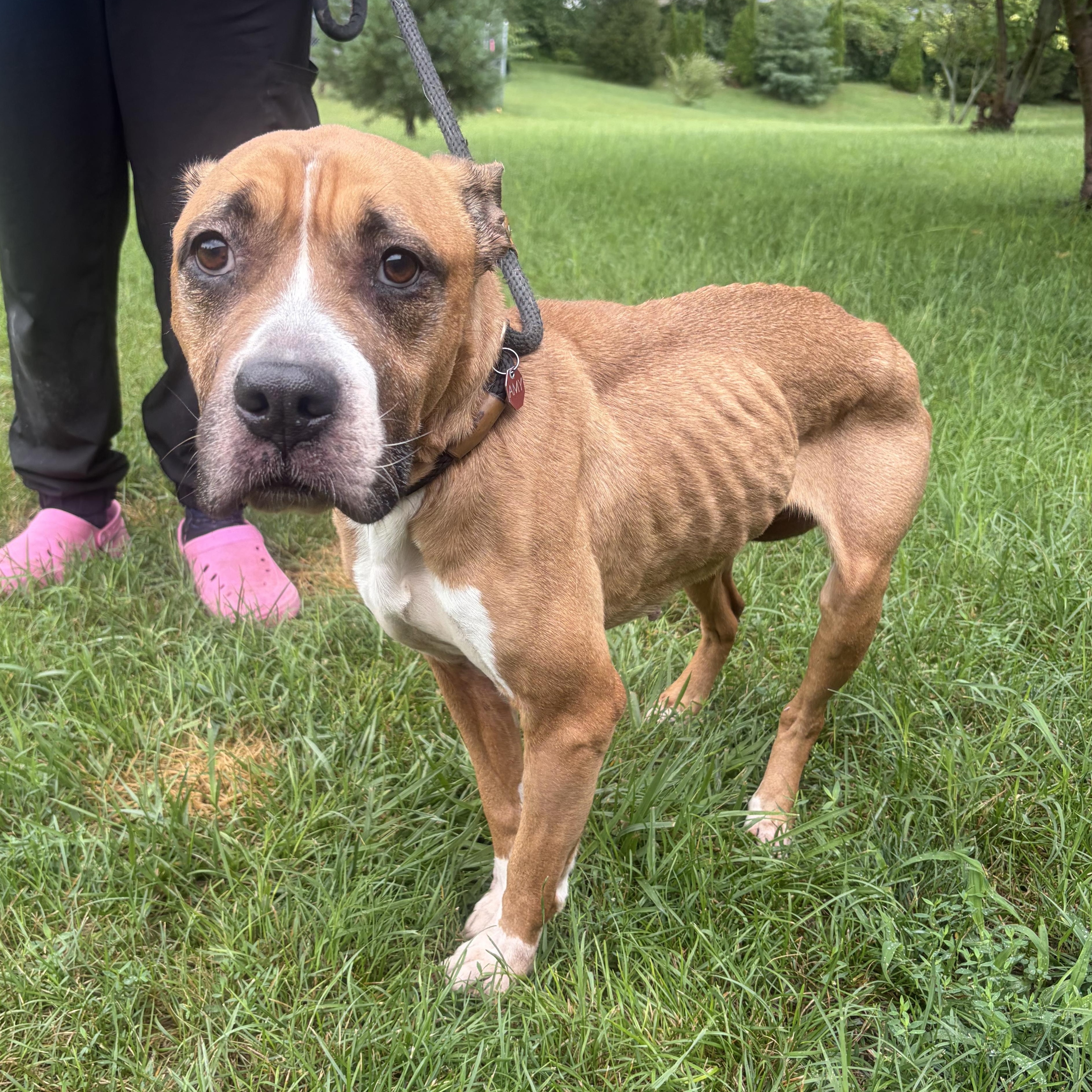 Enlarge Queen, a Adoptable Mixed Breed in Mishawaka, IN image 4/4