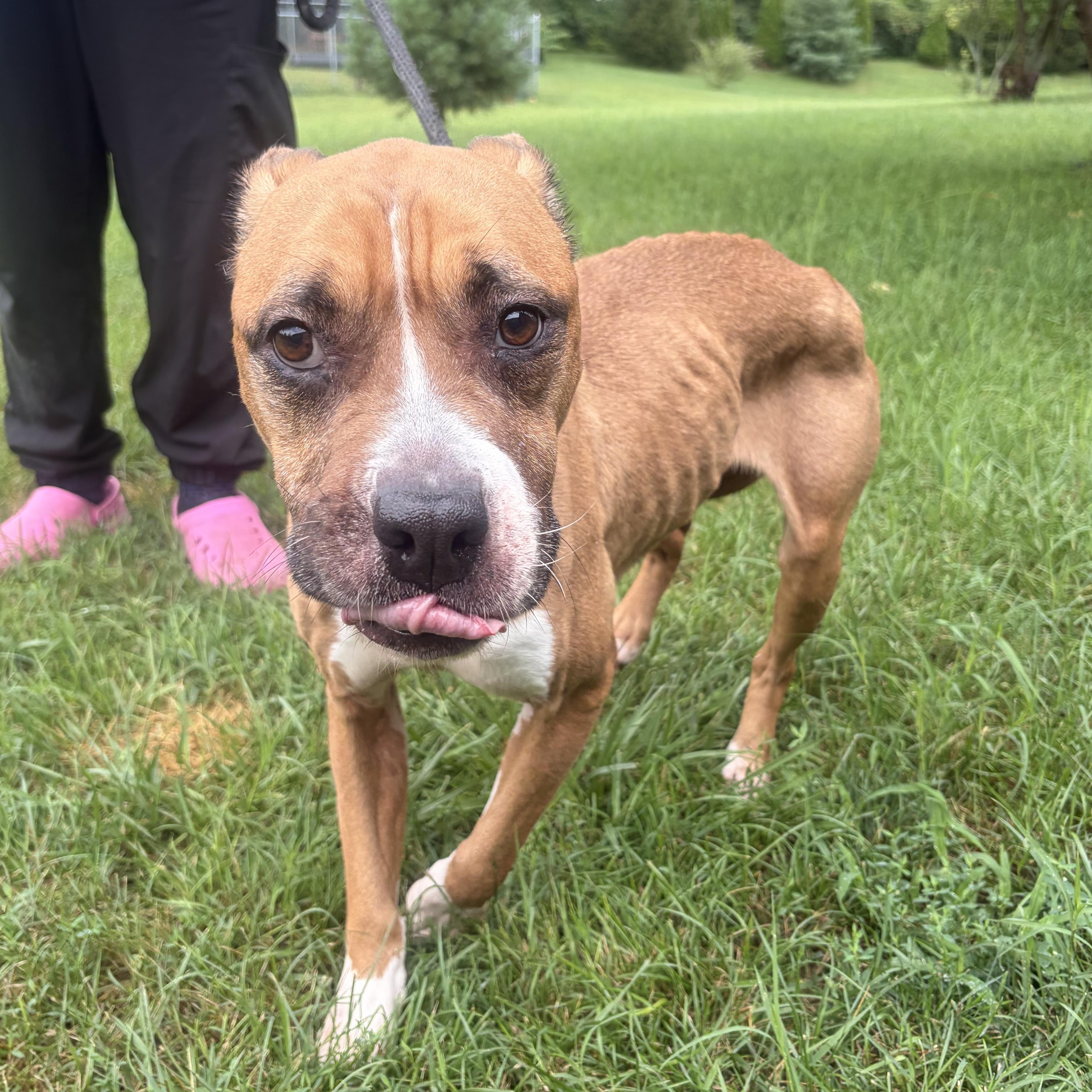 Queen, Adoptable, Senior Female Mixed Breed.