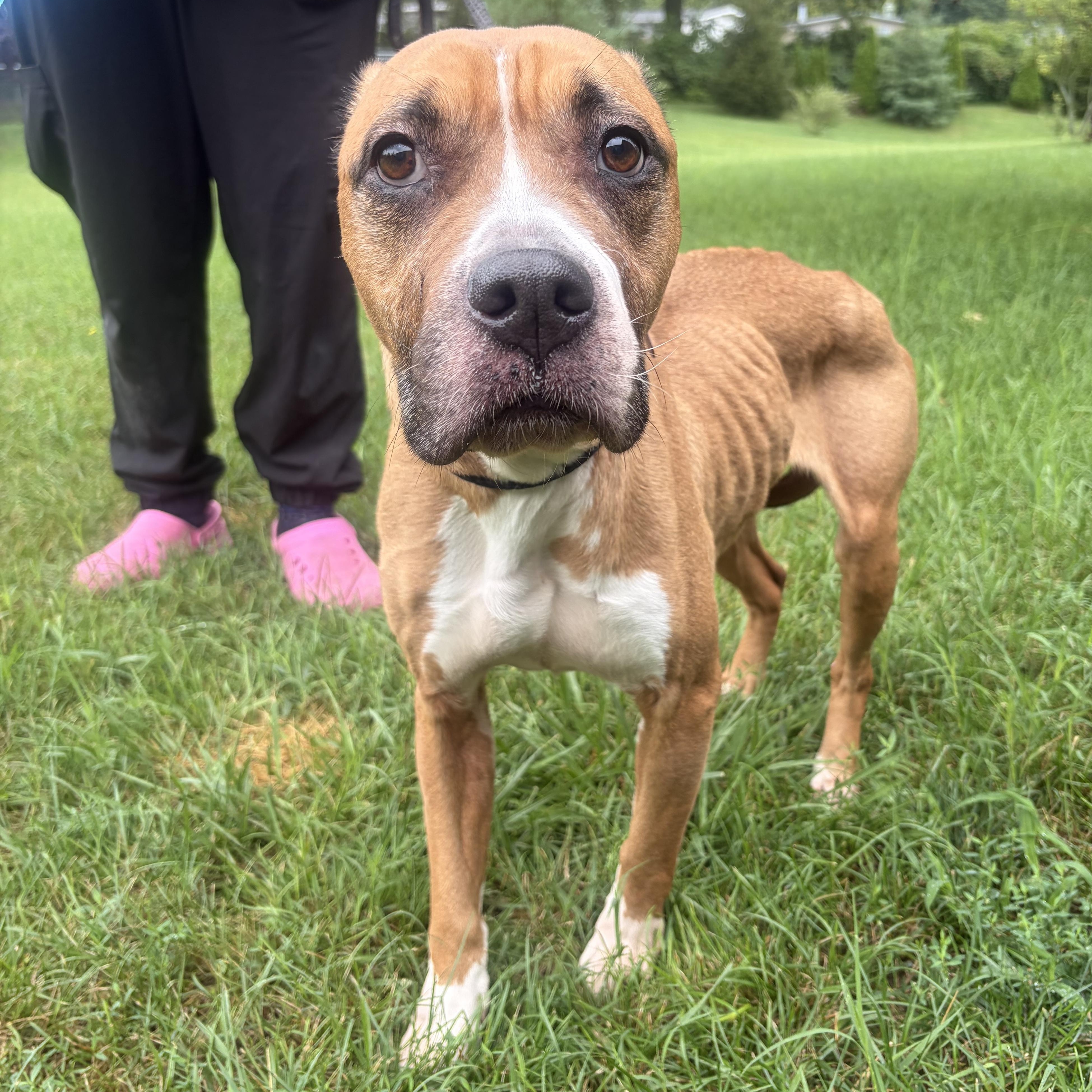 Enlarge Queen, a Adoptable Mixed Breed in Mishawaka, IN image 3/4