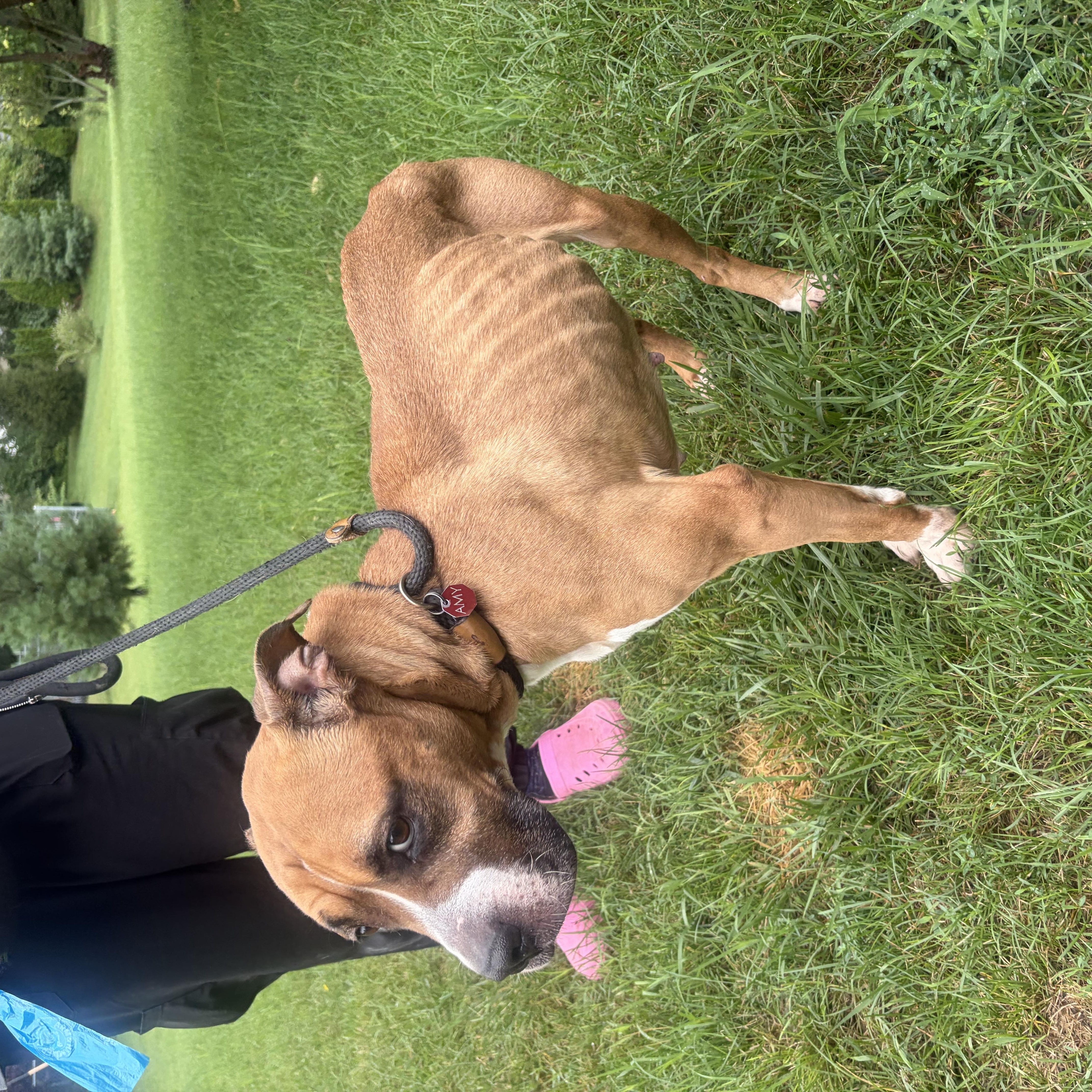 Enlarge Queen, a Adoptable Mixed Breed in Mishawaka, IN image 2/4