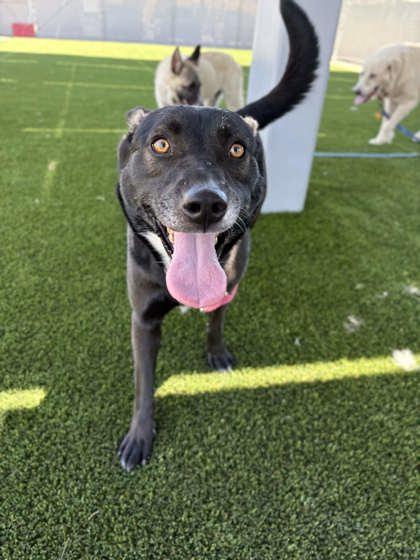 Geta, Adoptable, Adult Female Shepherd & Mixed Breed.