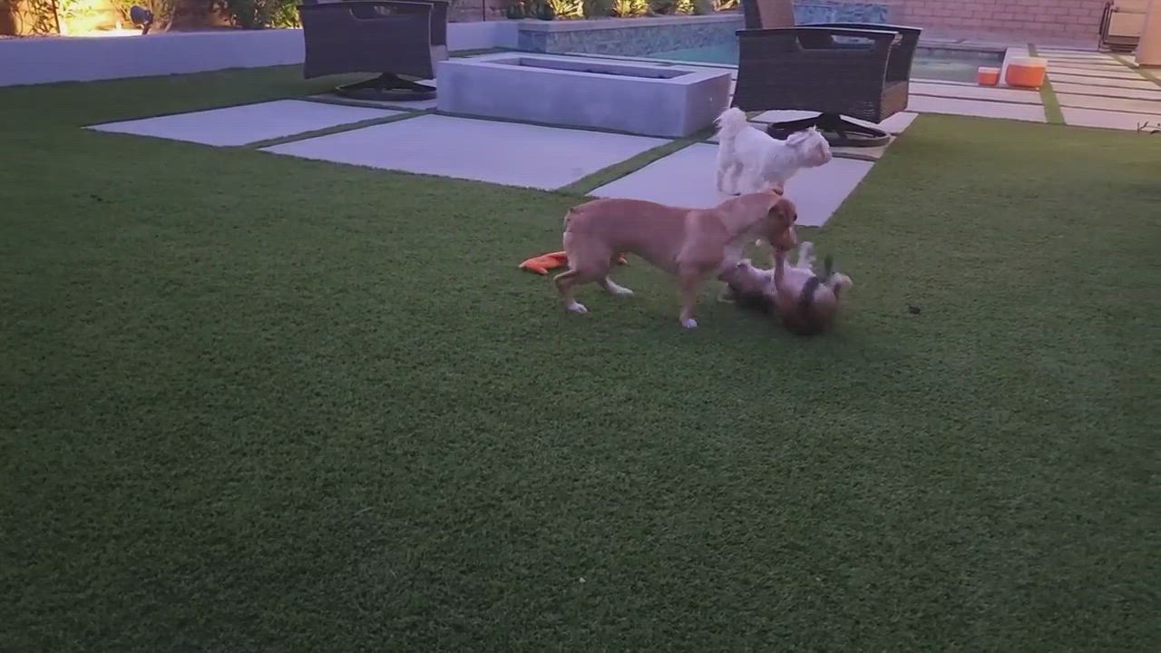 Enlarge Teeter, a Adopted mixed breed in La Quinta, CA video 4/8