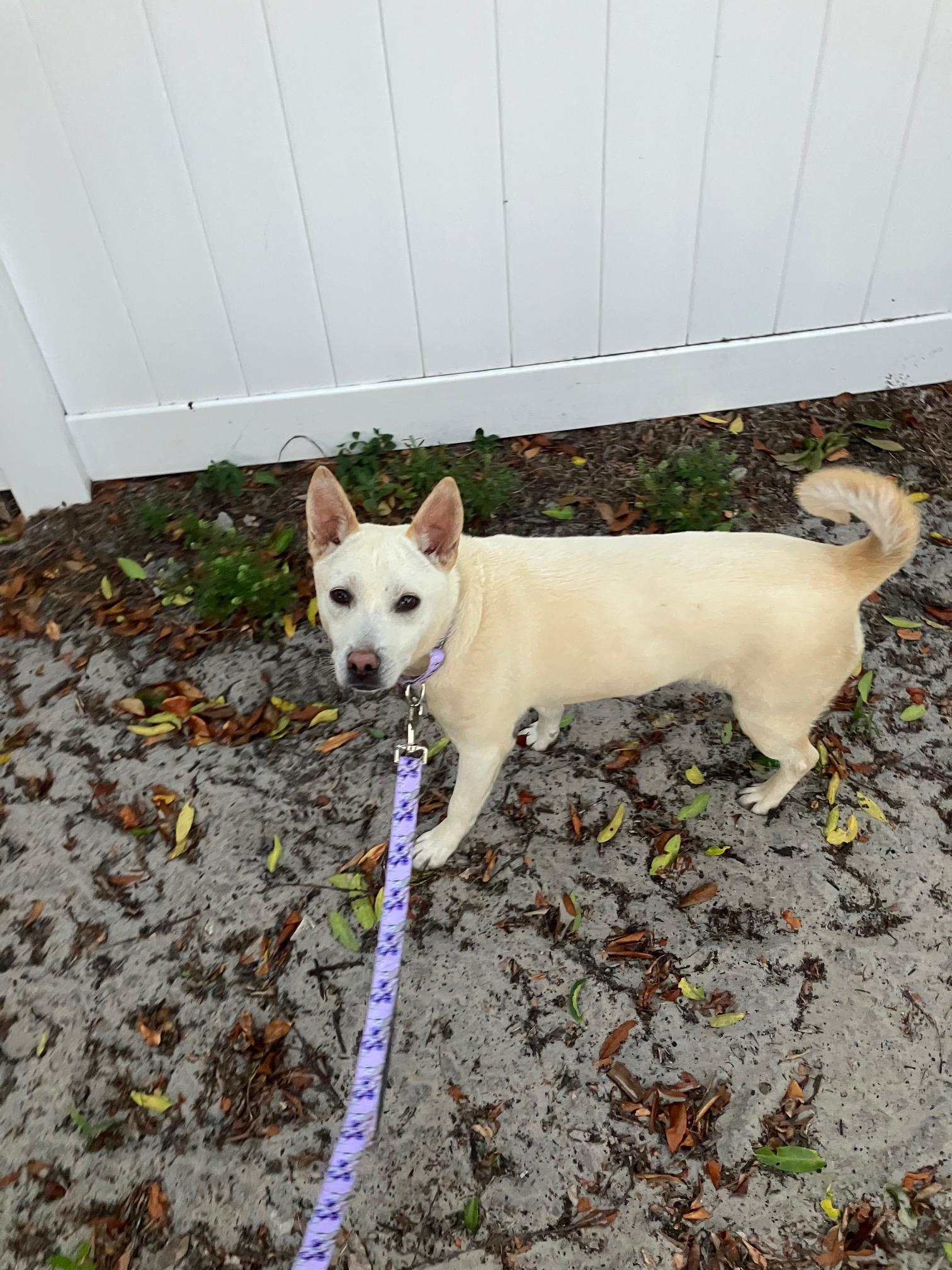 Enlarge Mink, a Adoptable mixed breed in Bradenton, FL image 1/5