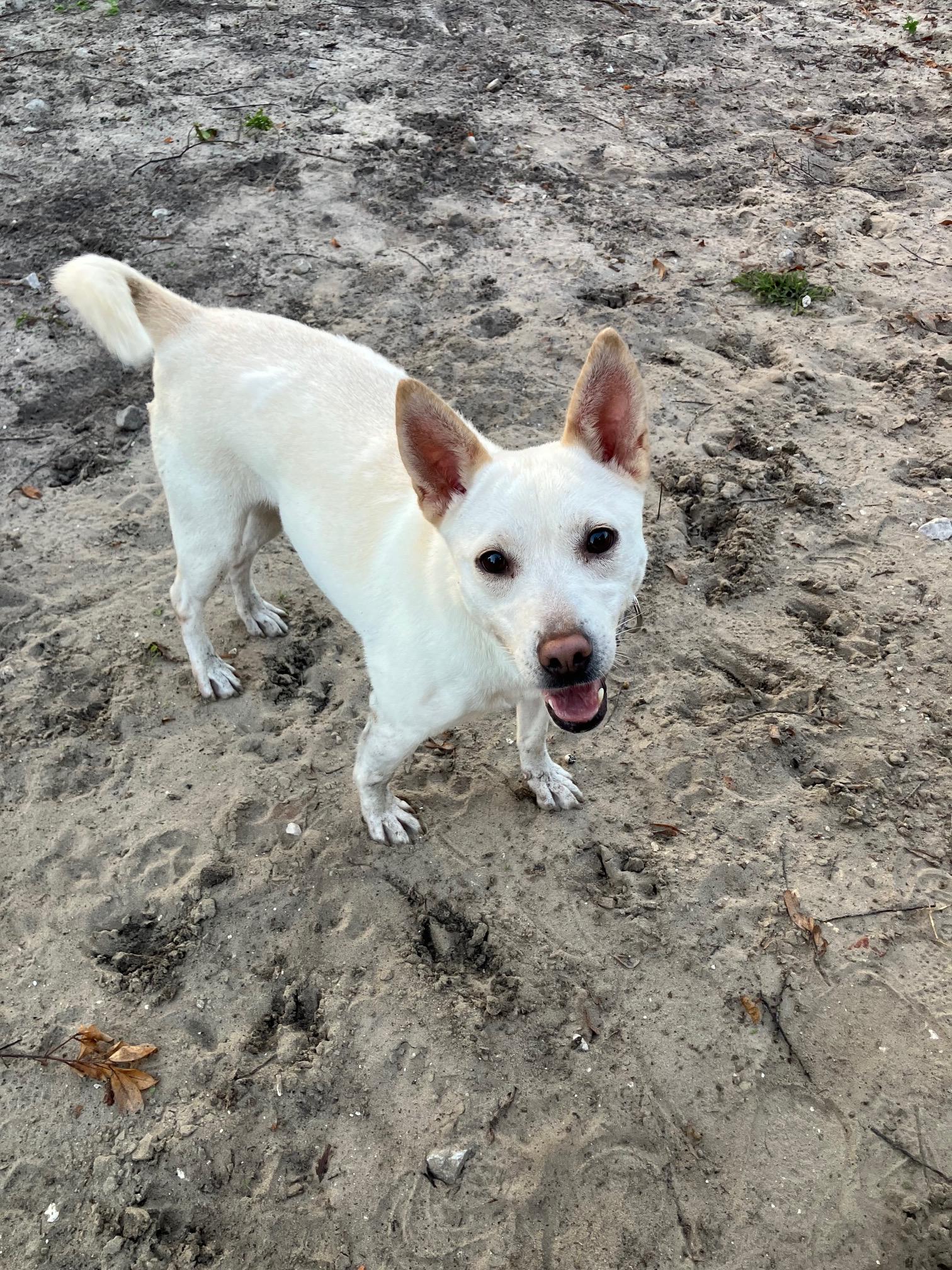 Mink, a Adoptable mixed breed in Bradenton, FL image 2/6