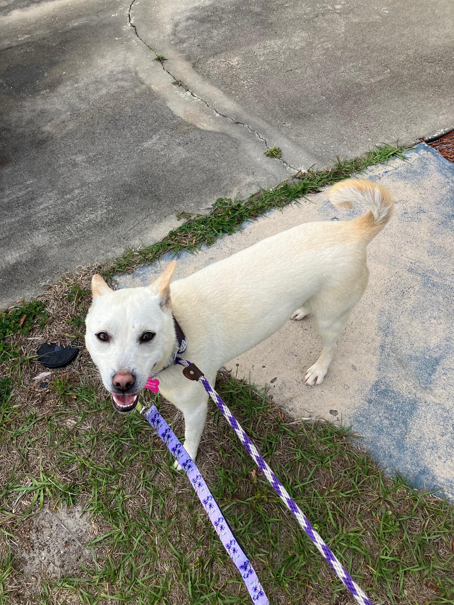 Enlarge Mink, a Adoptable mixed breed in Bradenton, FL image 4/5