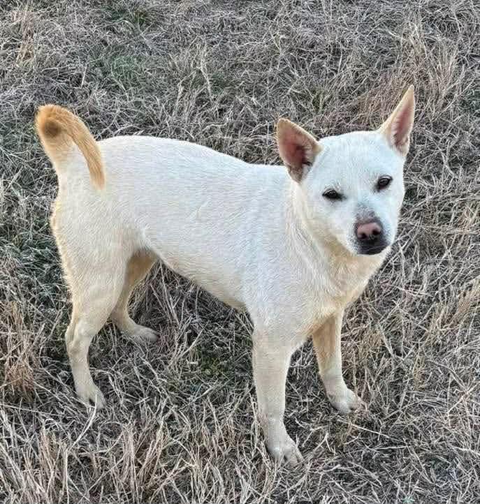 Mink, a Adoptable Australian Kelpie in Bradenton, FL image 3/4