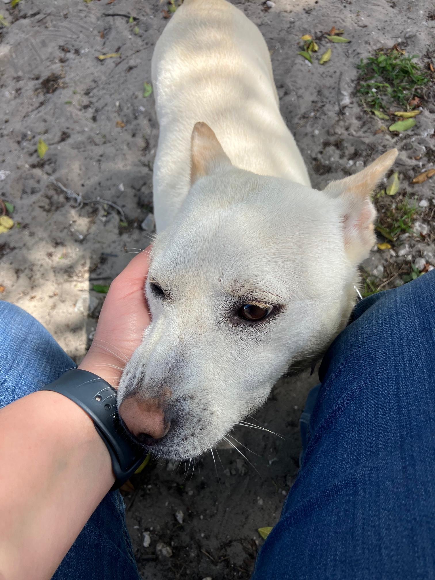 Enlarge Mink, a Adoptable mixed breed in Bradenton, FL image 5/5