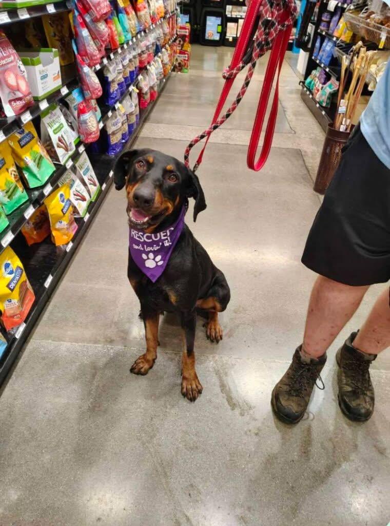 Enlarge Dexter, a Adoptable Doberman Pinscher in Paoli, IN image 1/1
