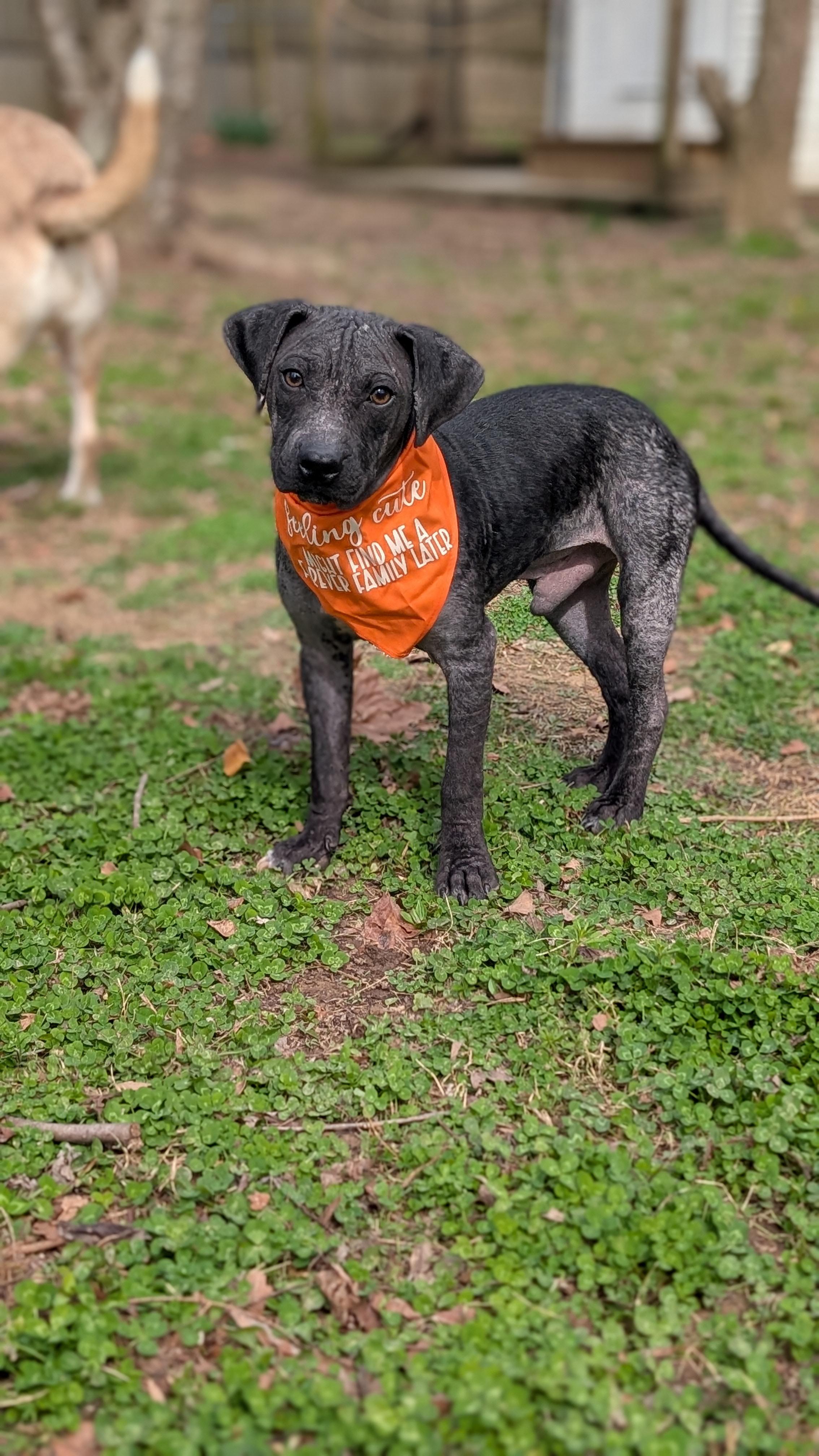 Enlarge Chance, a ADOPTABLE Mixed Breed in Joppa, AL image 5/6