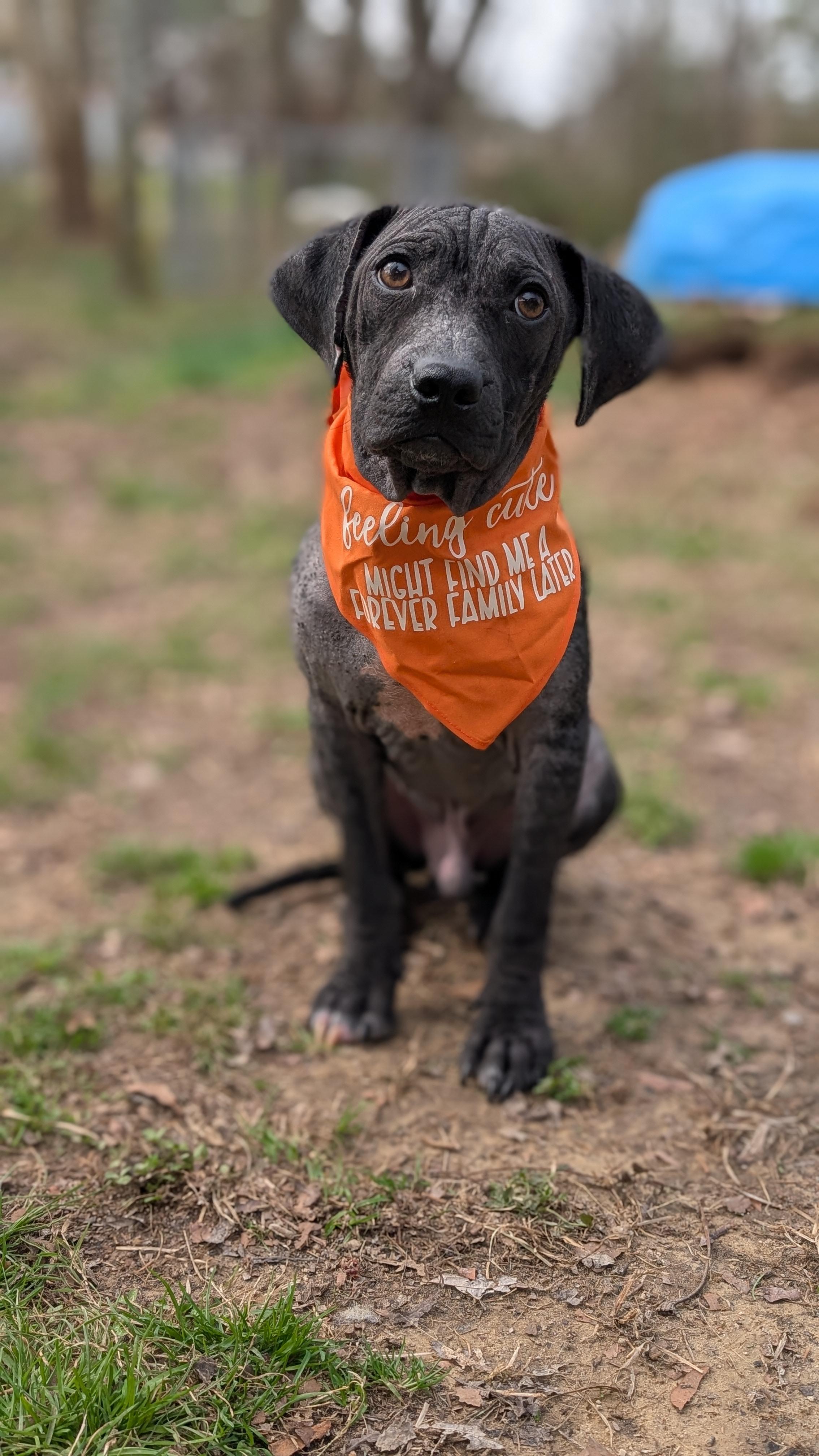 Chance, ADOPTABLE, Young Male Mixed Breed.