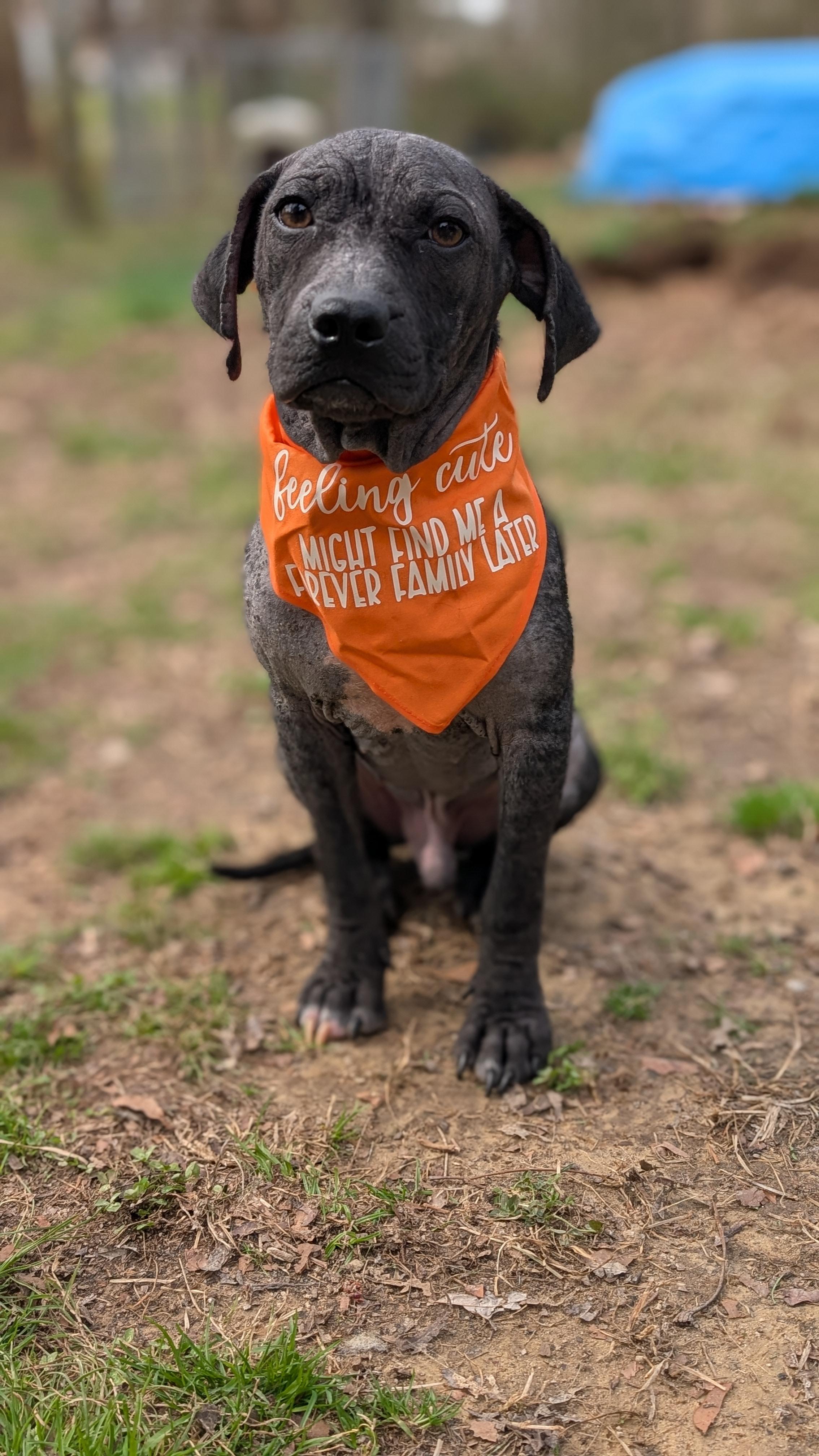Enlarge Chance, a ADOPTABLE Mixed Breed in Joppa, AL image 4/6