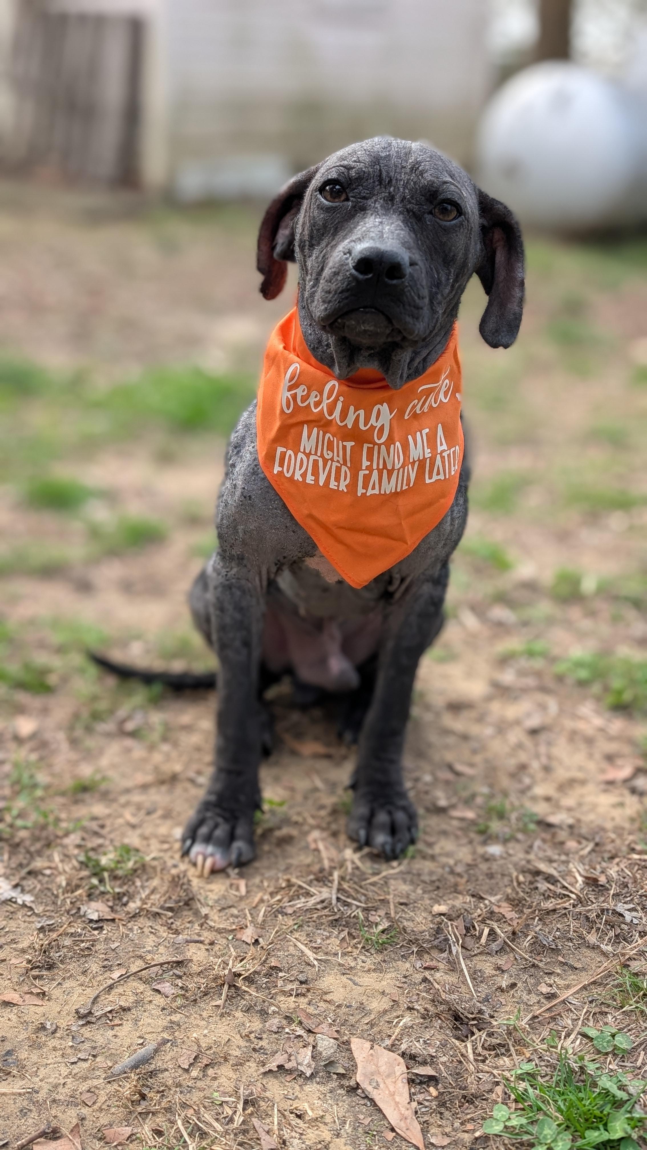 Enlarge Chance, a ADOPTABLE Mixed Breed in Joppa, AL image 3/6