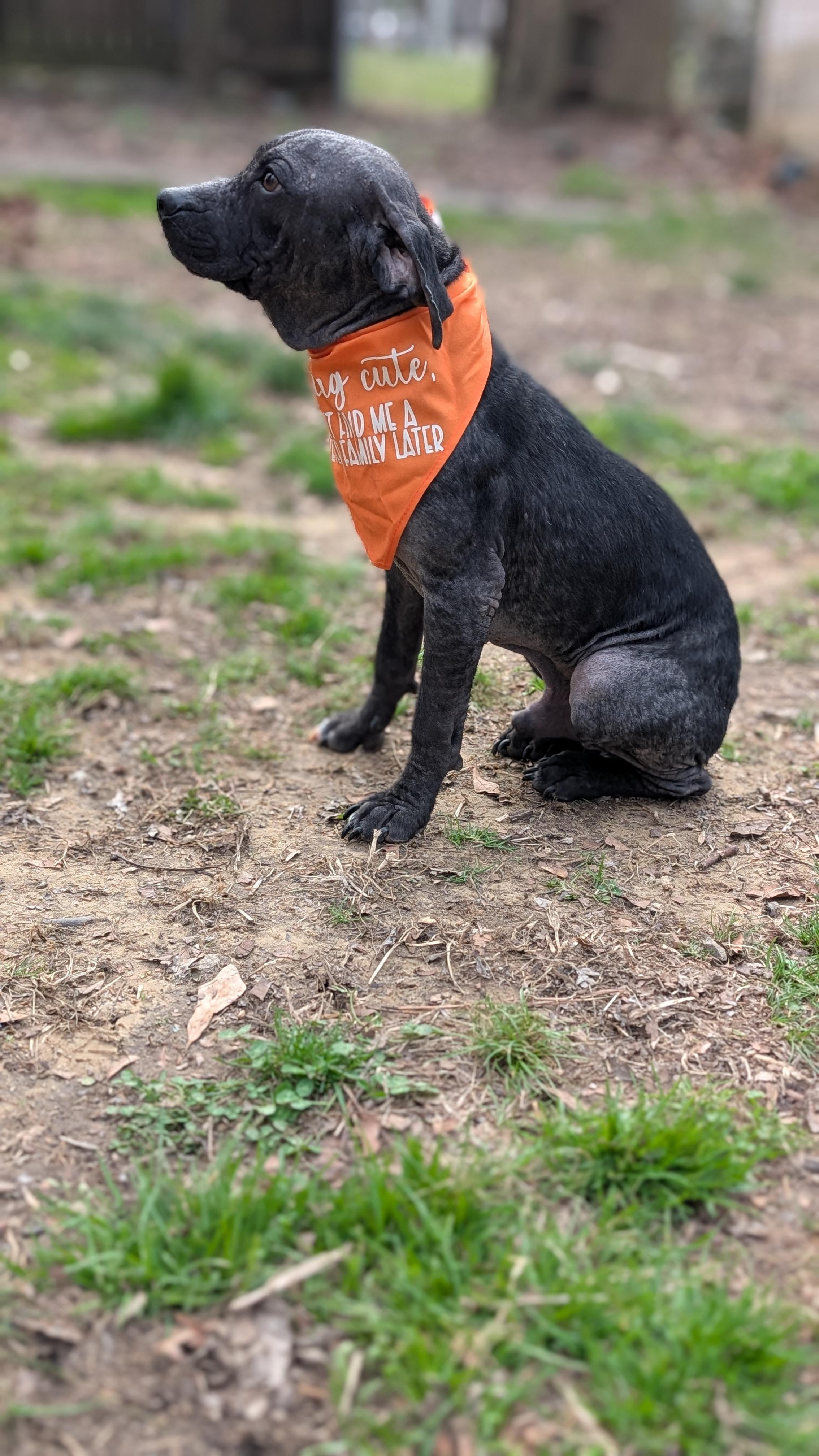 Enlarge Chance, a ADOPTABLE Mixed Breed in Joppa, AL image 6/6
