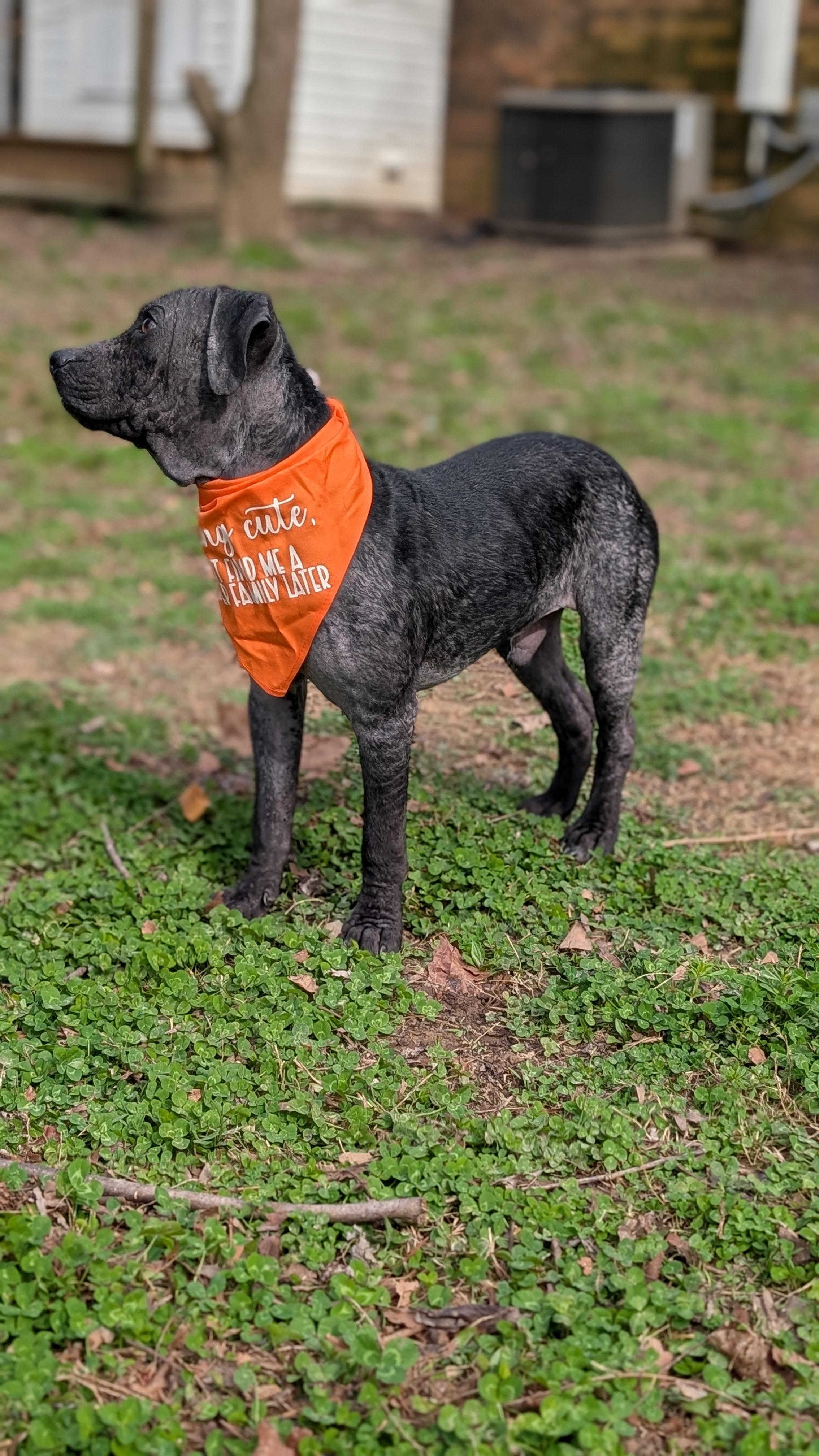 Enlarge Chance, a ADOPTABLE Mixed Breed in Joppa, AL image 2/6
