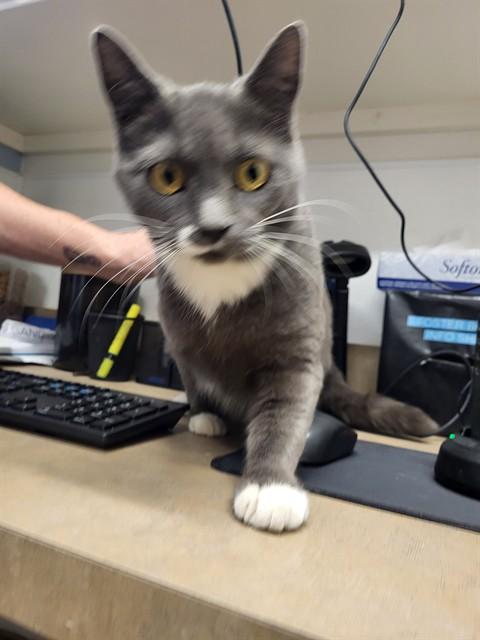 GRACIE, Adoptable, Young Female Domestic Short Hair & Domestic Short Hair.