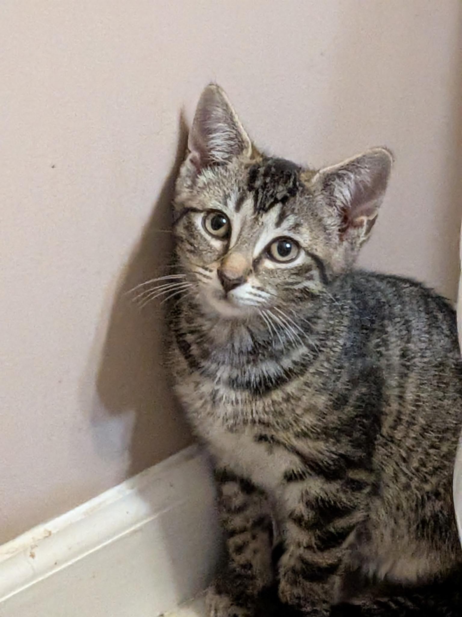 Rex, Adoptable, Kitten Male Domestic Short Hair.