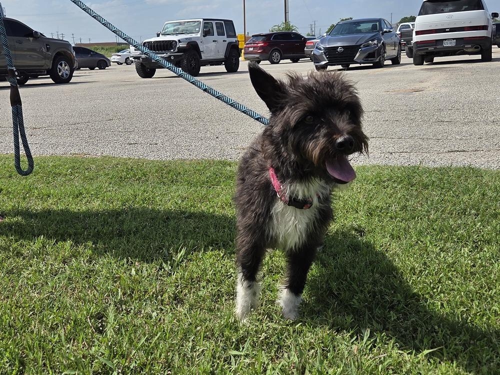 Lenny, a Adoptable mixed breed in Lockhart, TX image 1/5